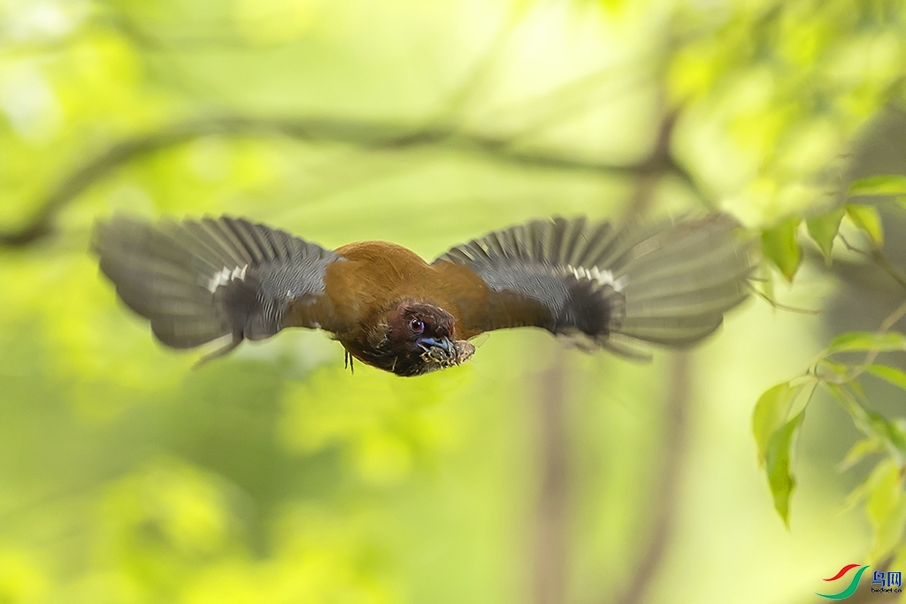 ��ͷҧ��  ���� ���ַ� ��һ.jpg