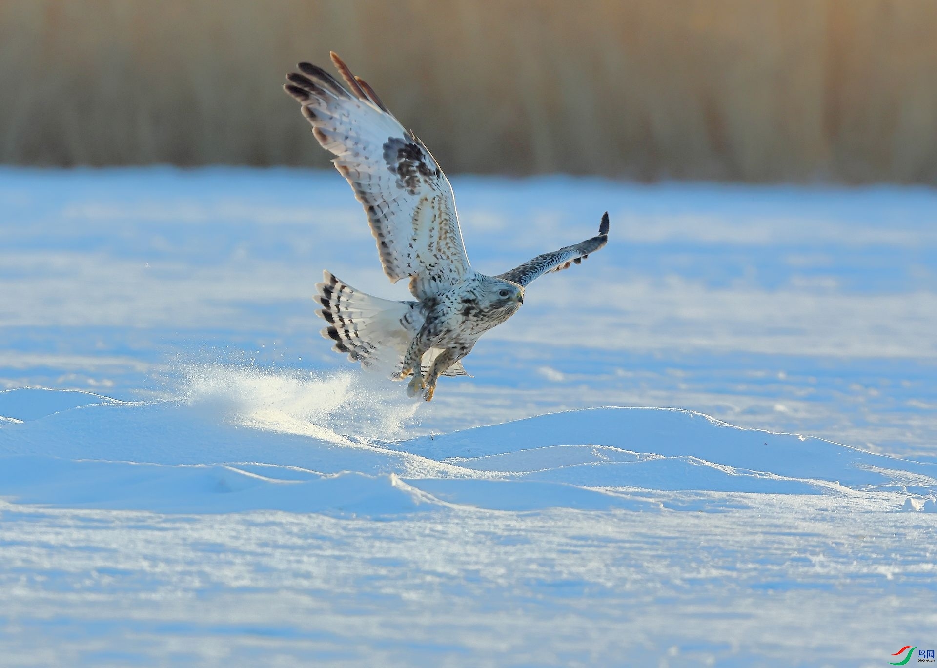 ѩ�ز�ʳ ���� 8341  �ܶ�.jpg