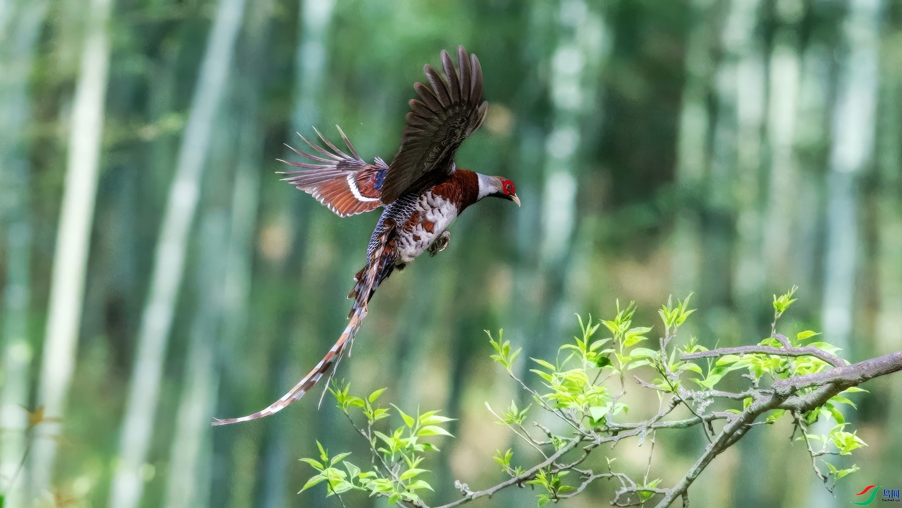 ����֦ͷЪЪ��  ���� СС�ո� ����.jpg