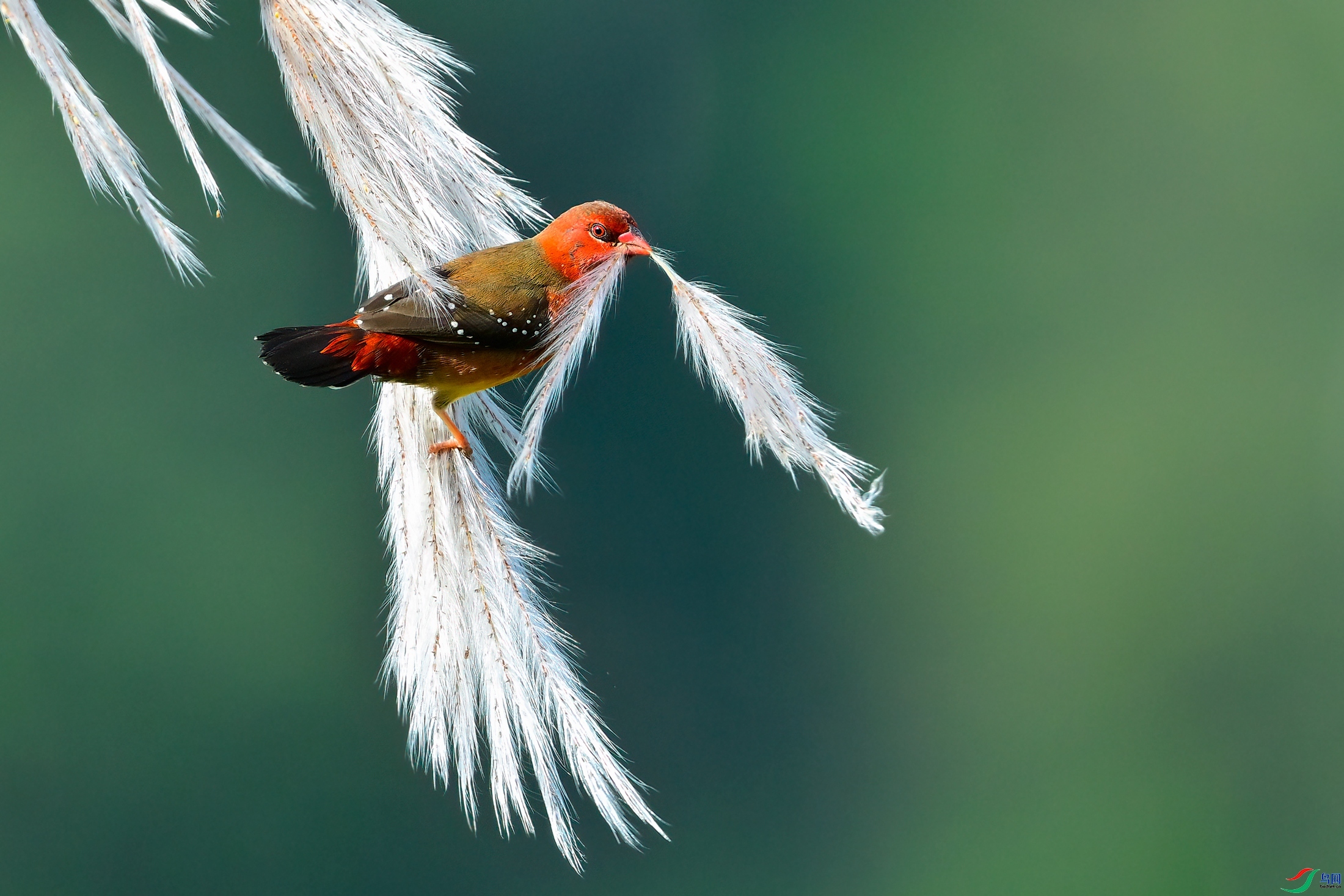 һ��˫��  ���� �չ�����-����  ����.jpeg