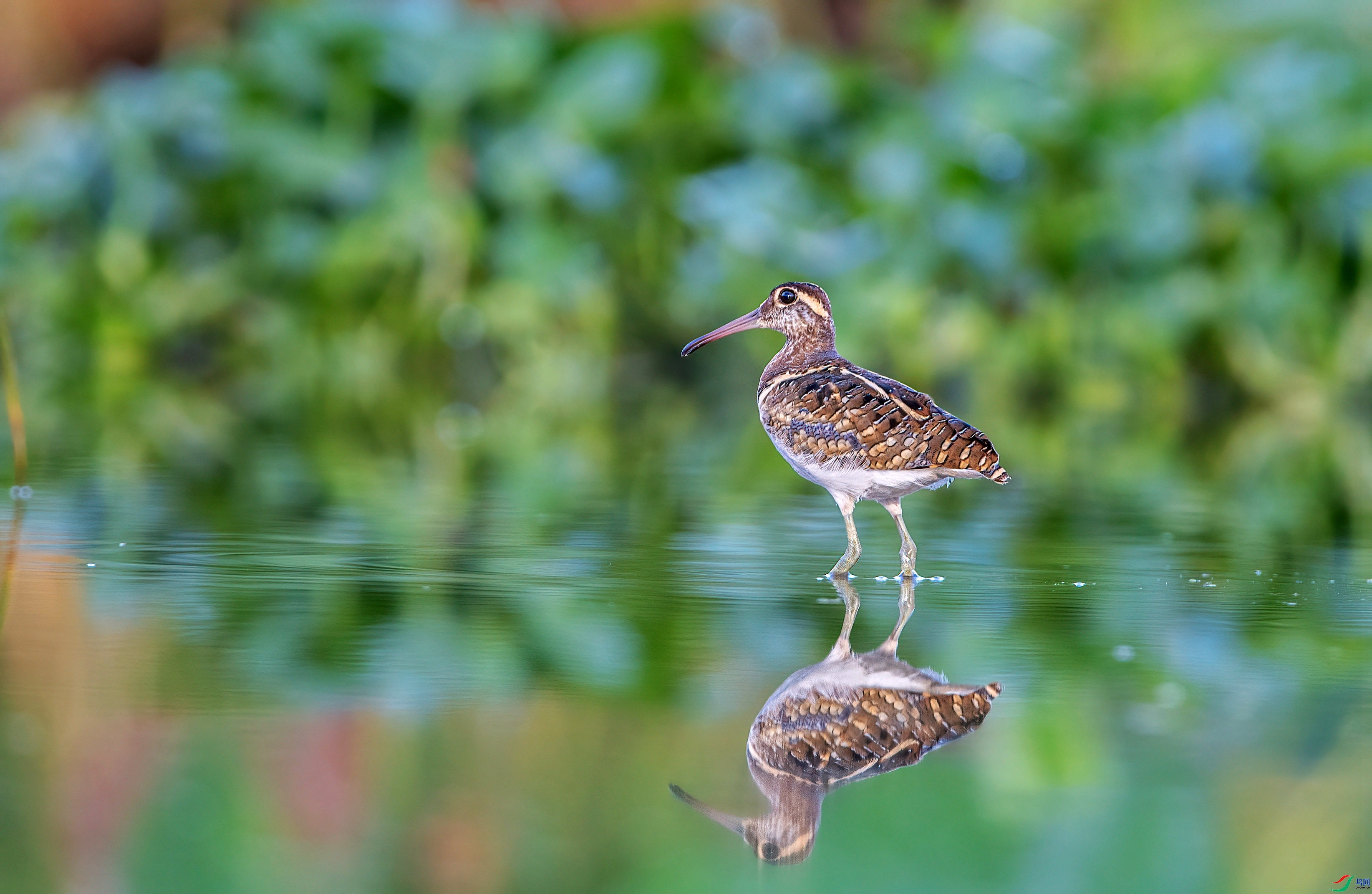 ����С��  ���� ���� ����.jpg