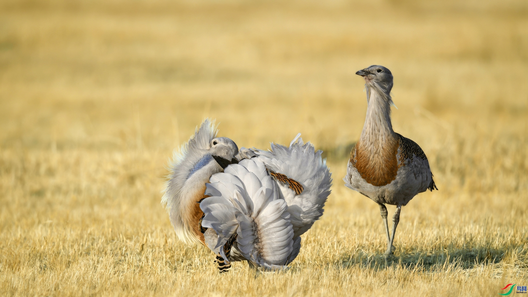 ��ԭ����-��� ���� СС�ո� ����.jpg