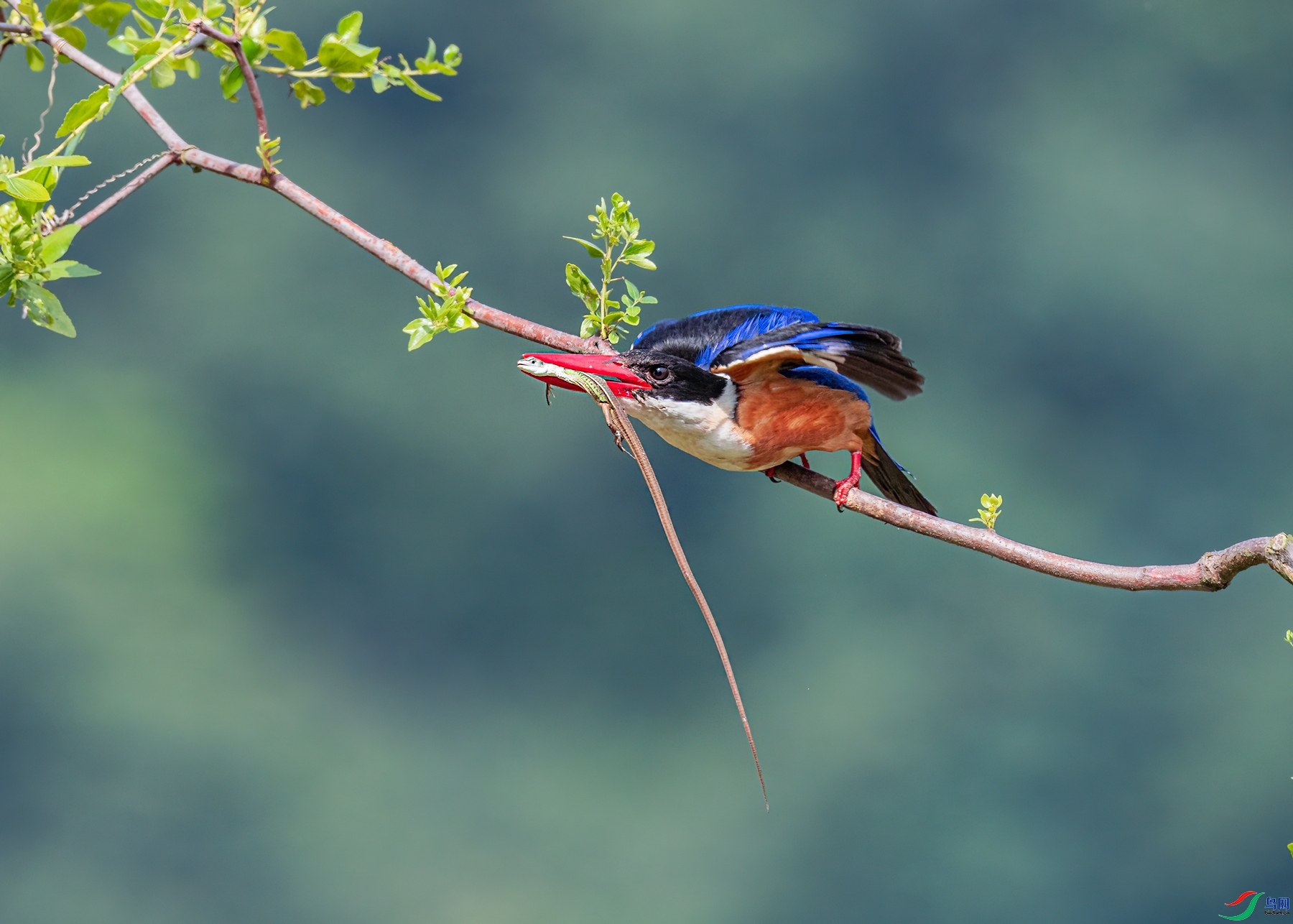 ι��æ  ���� �ܴ�99  ����.jpg