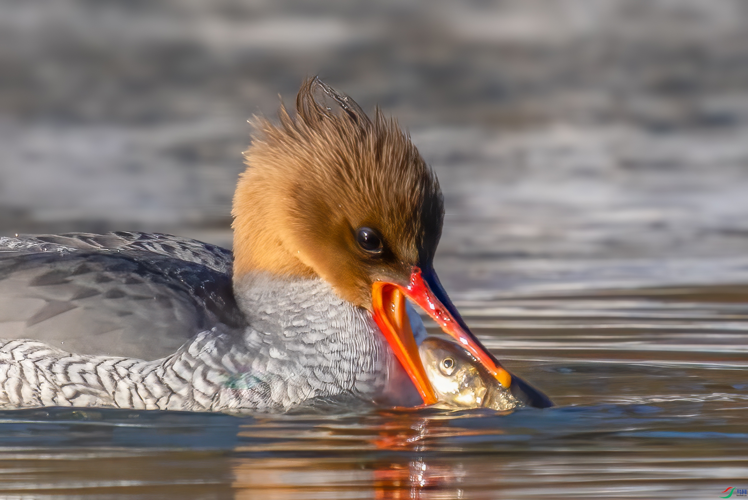 DSC04560 ����.jpg