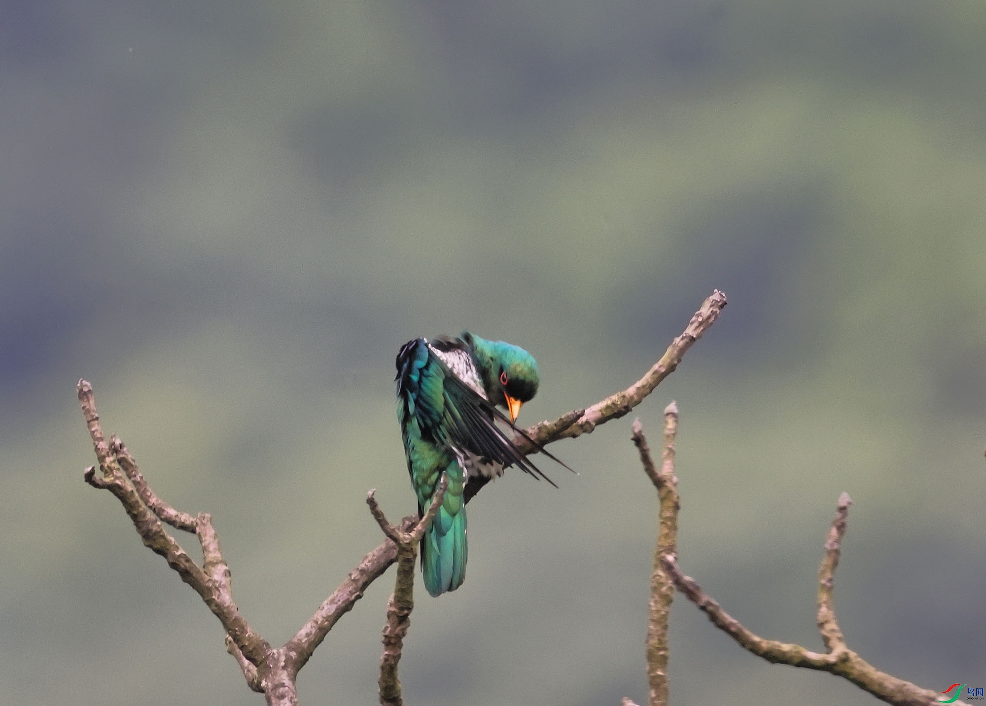 ��������-��