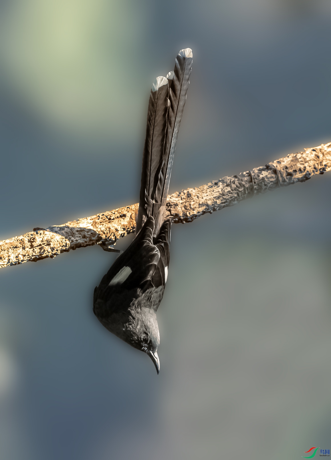 DSC07060-����.jpg