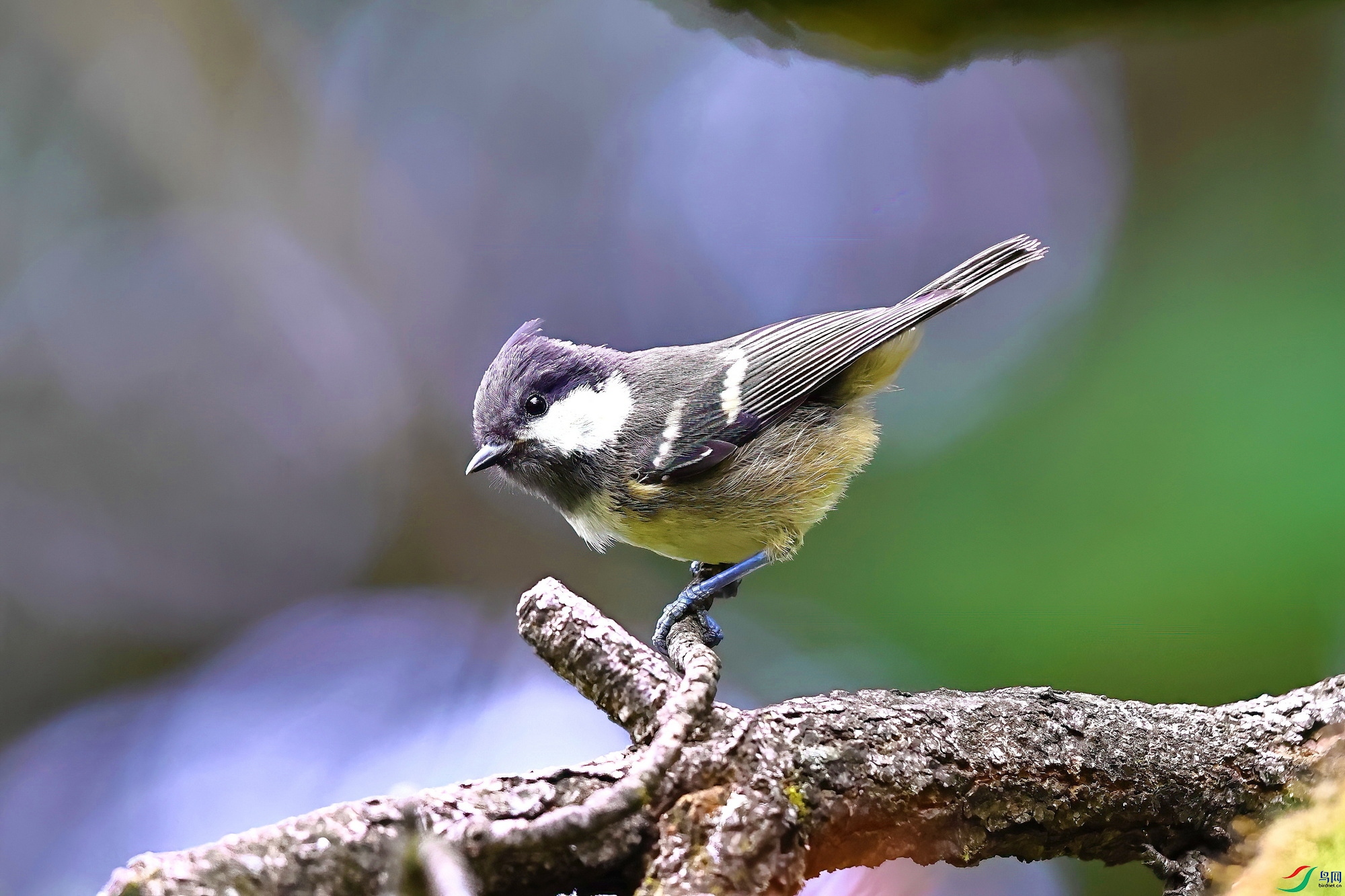 IMG_6015-1.JPG