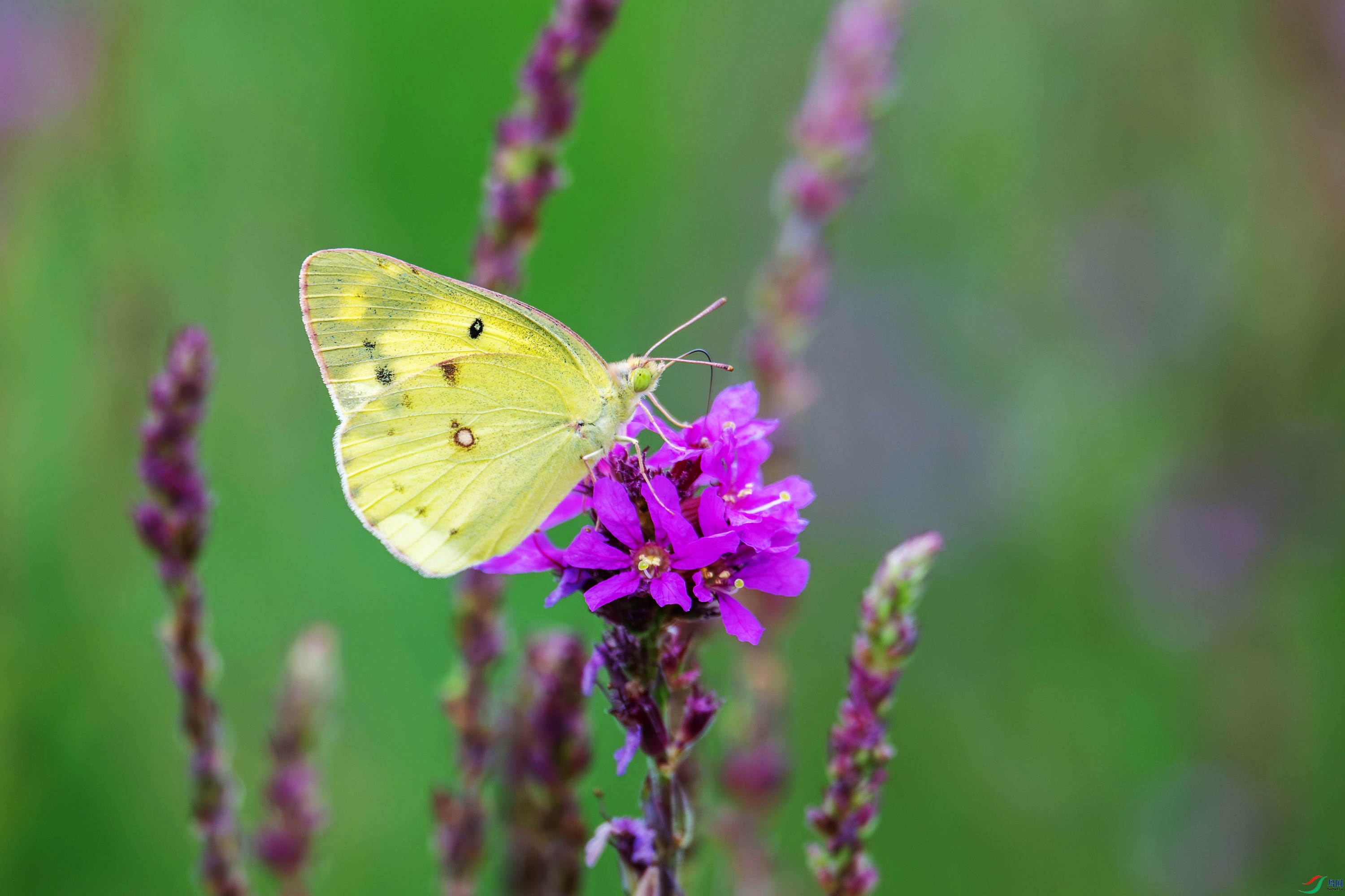 DSC_9775.jpg