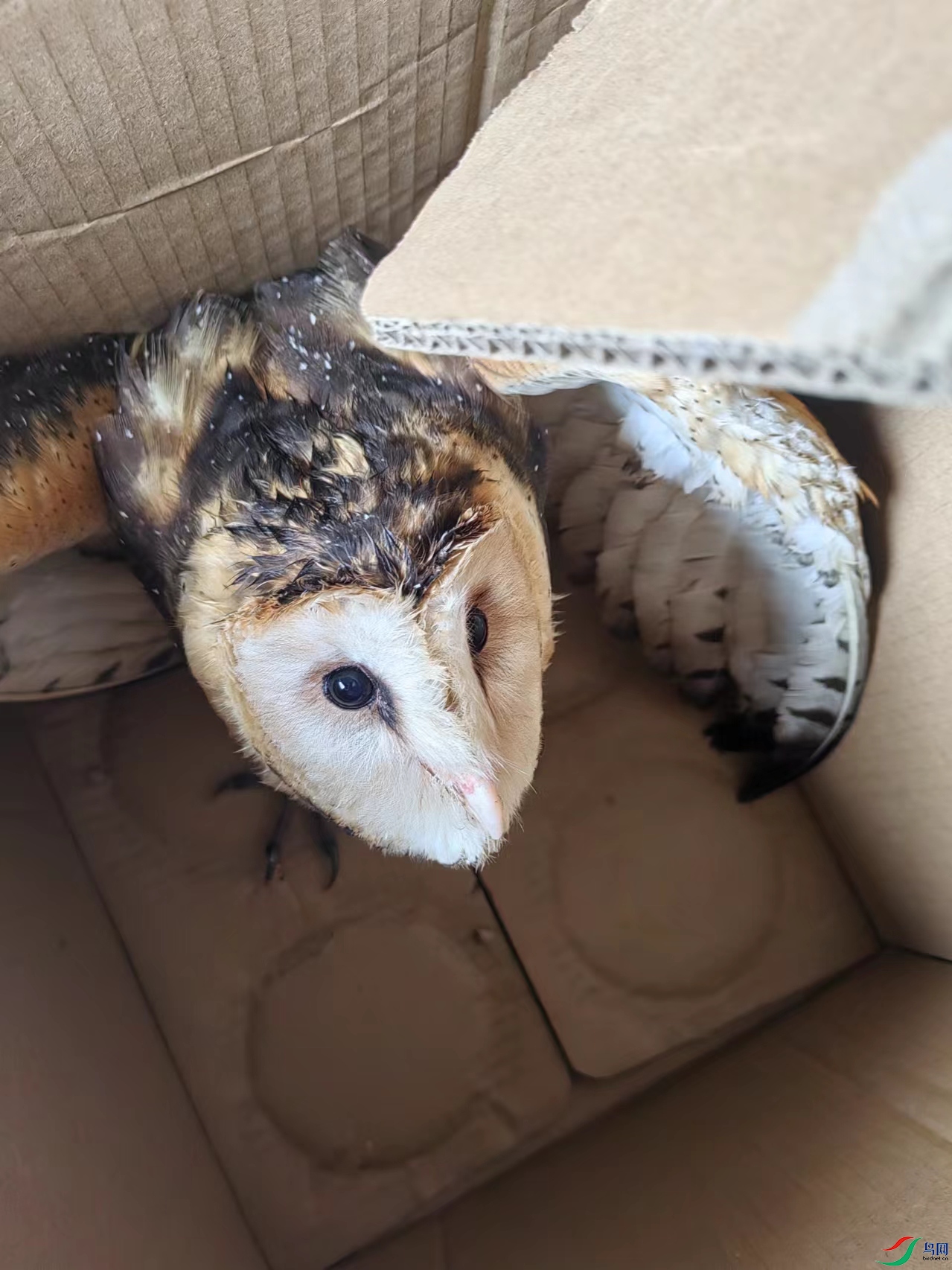 Ⱥ�ھ�����������