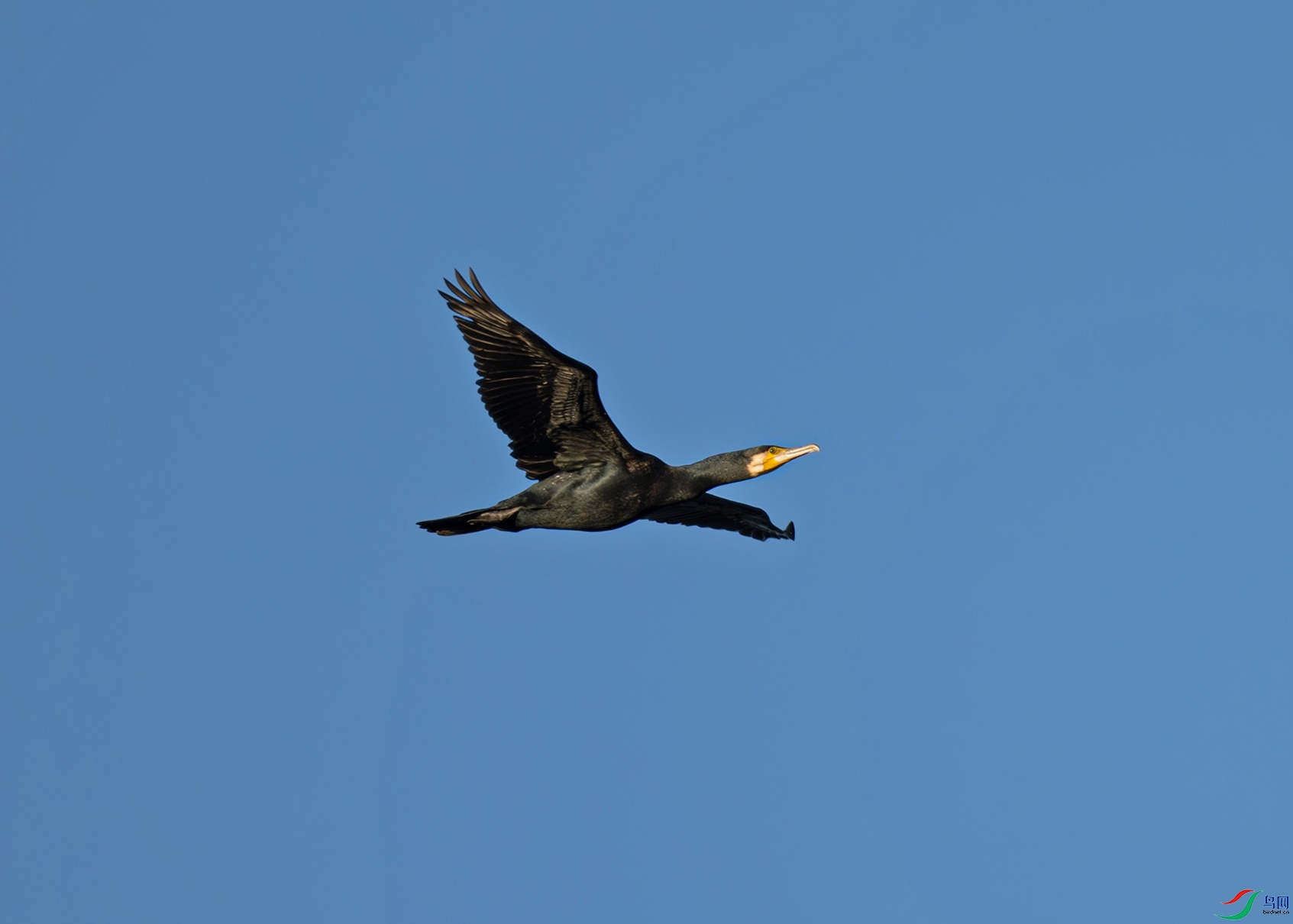 _DSC6267f1.jpg