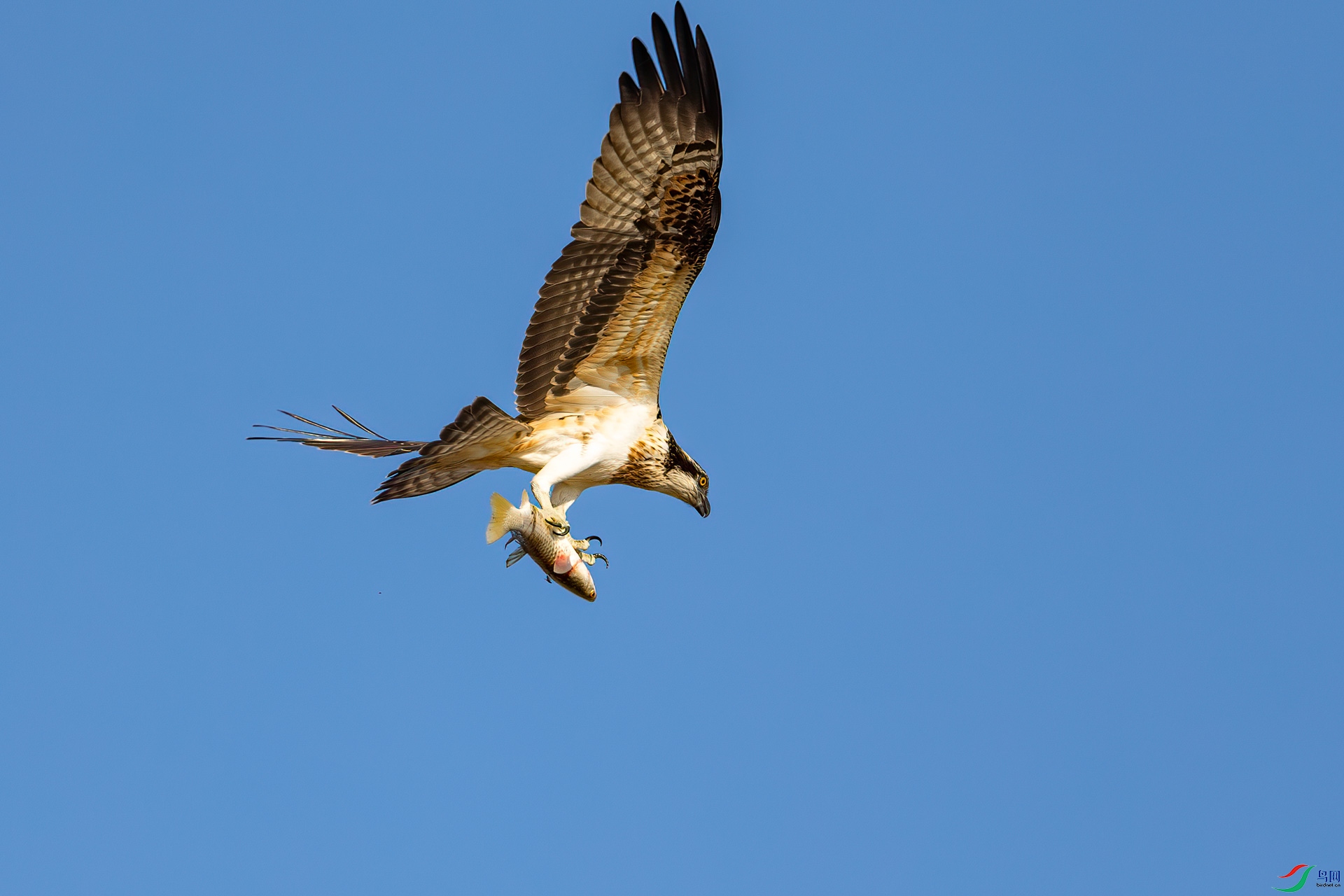 c_33645.jpg