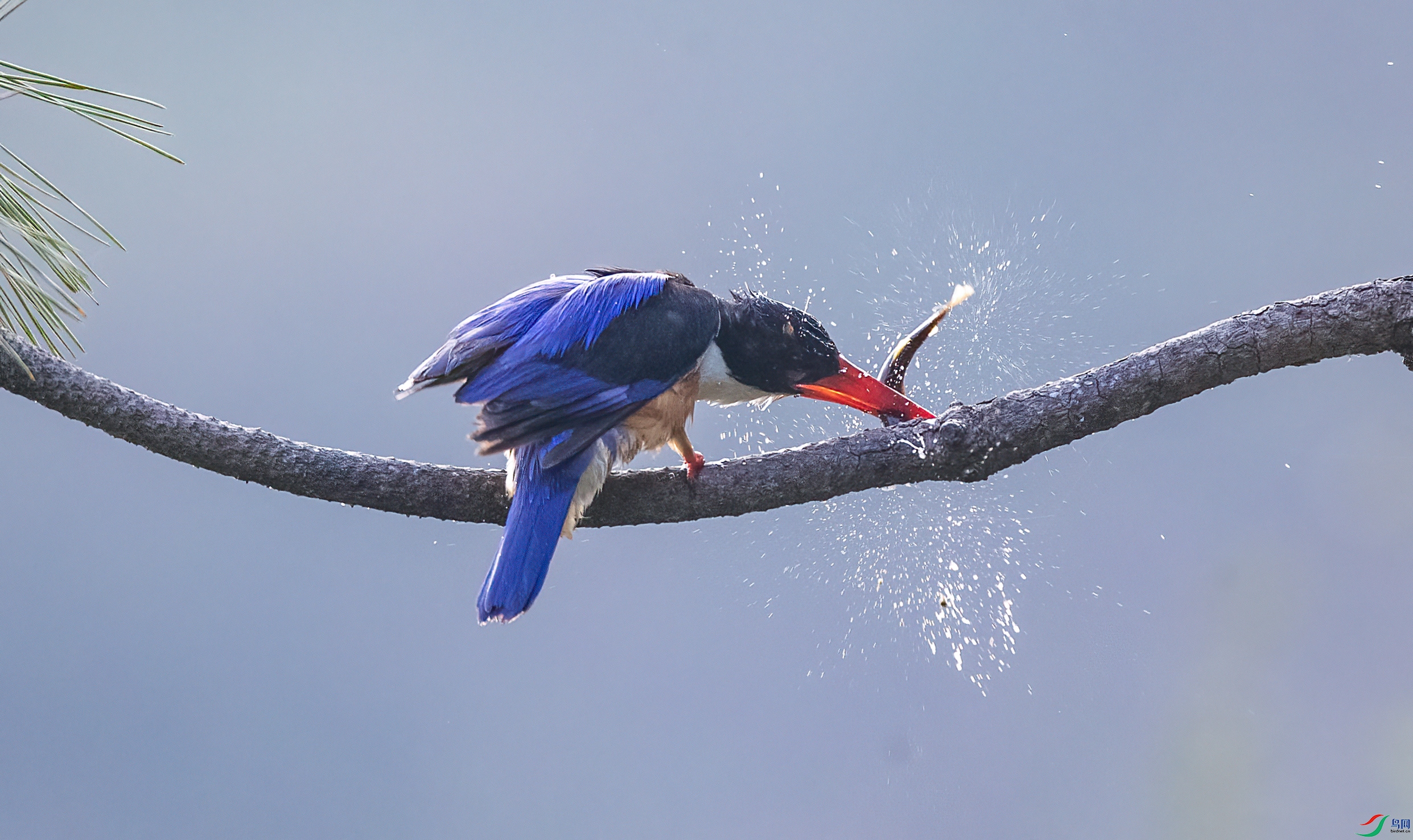 IMG_1822 ����.jpg