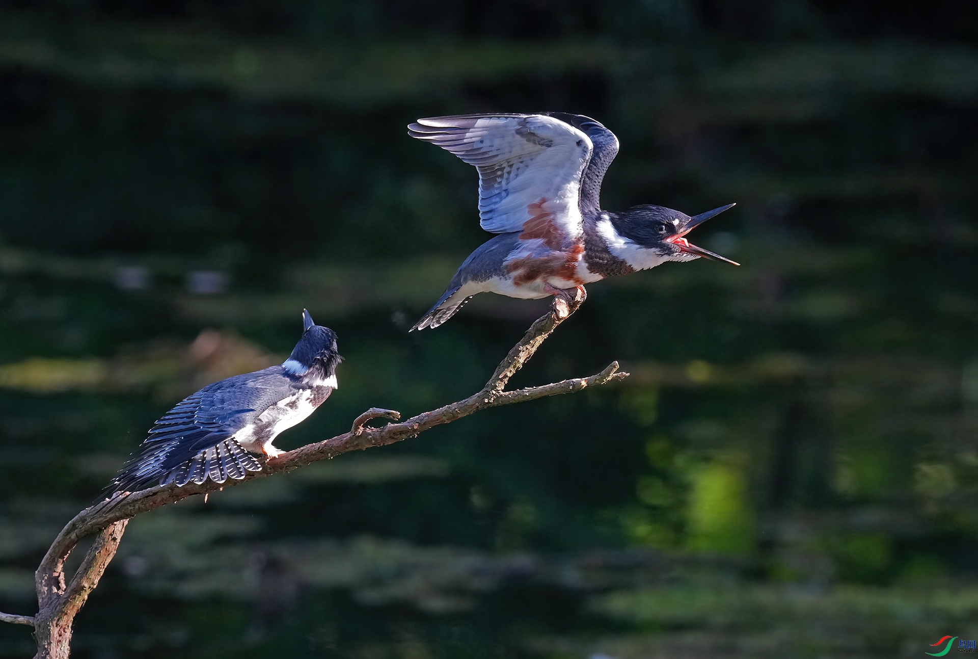 DSC08528--.jpg