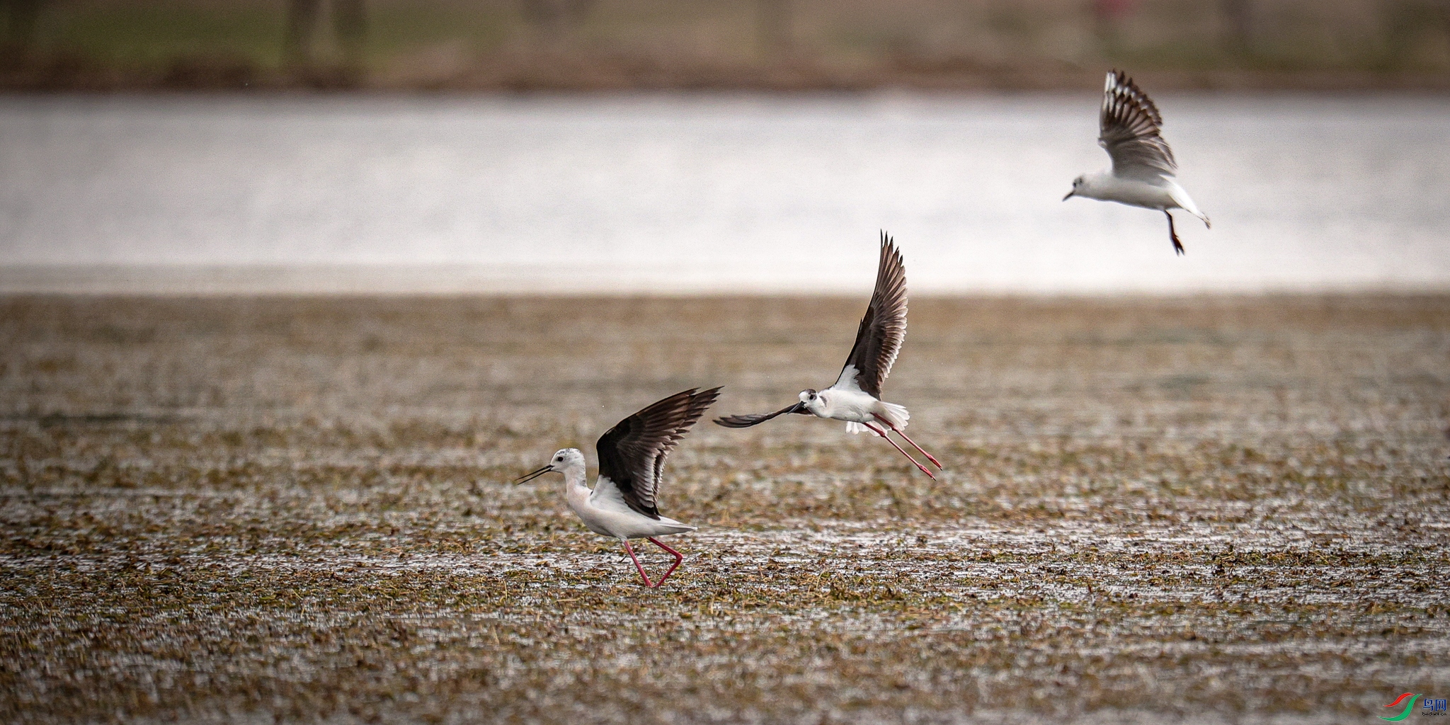 �������� 3