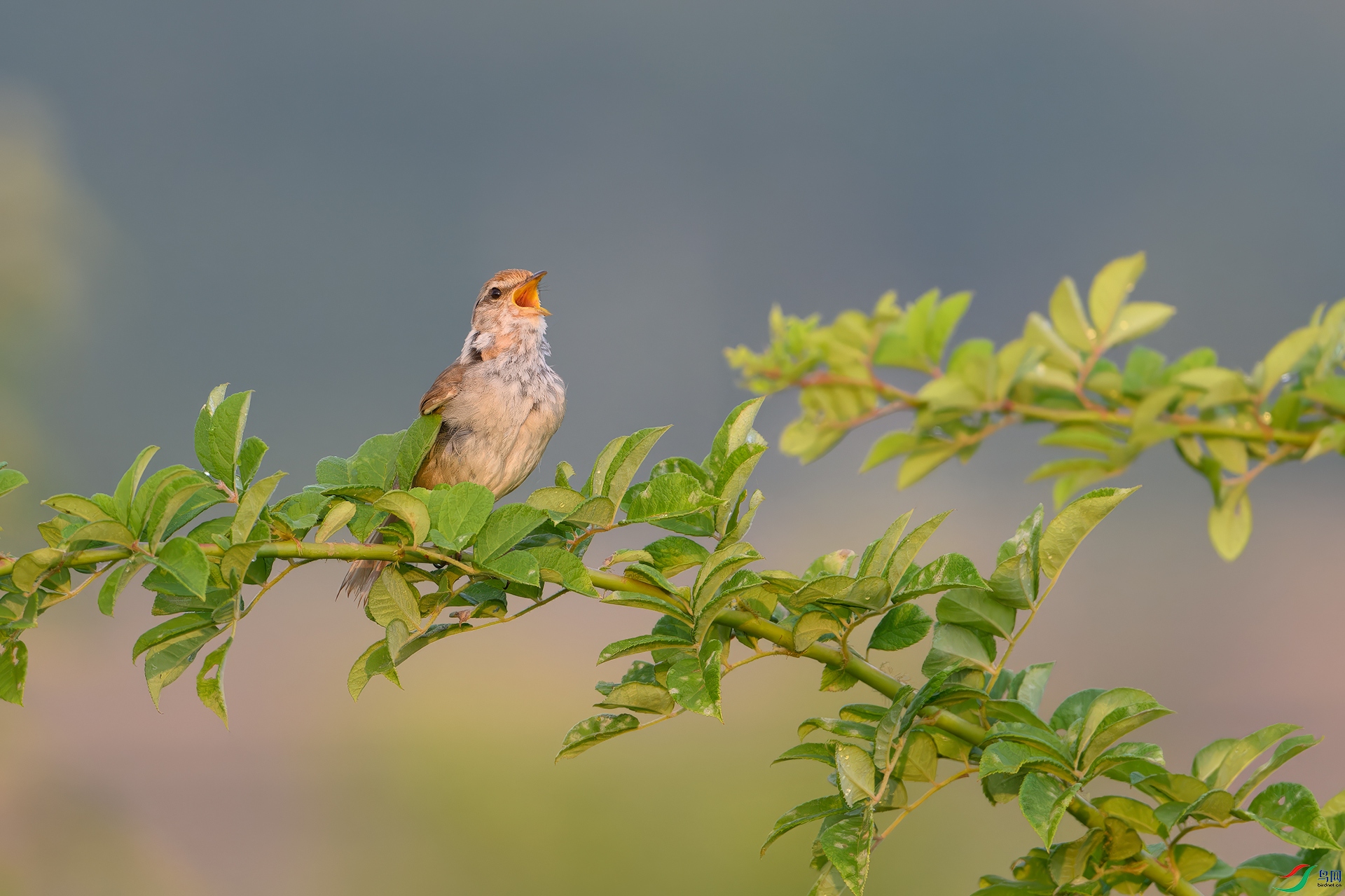 _DSC8246_DxO.jpg
