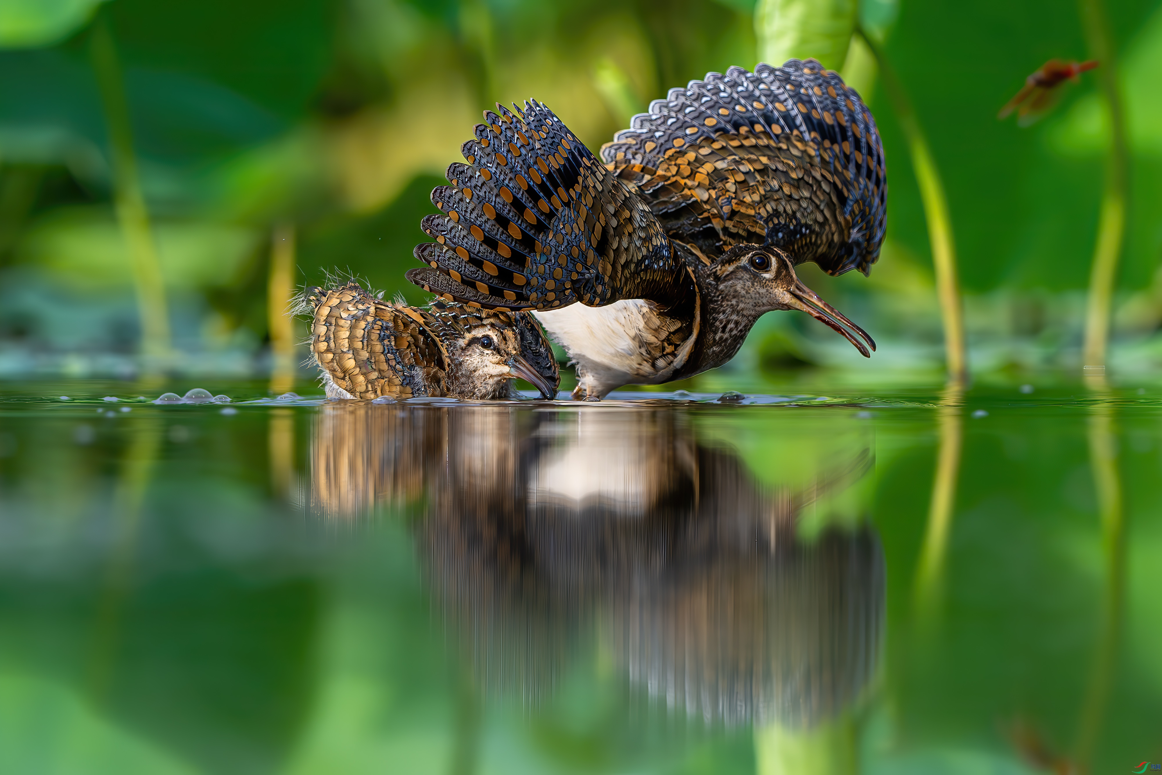 DSC_3991-����ǿ-NRx.jpg