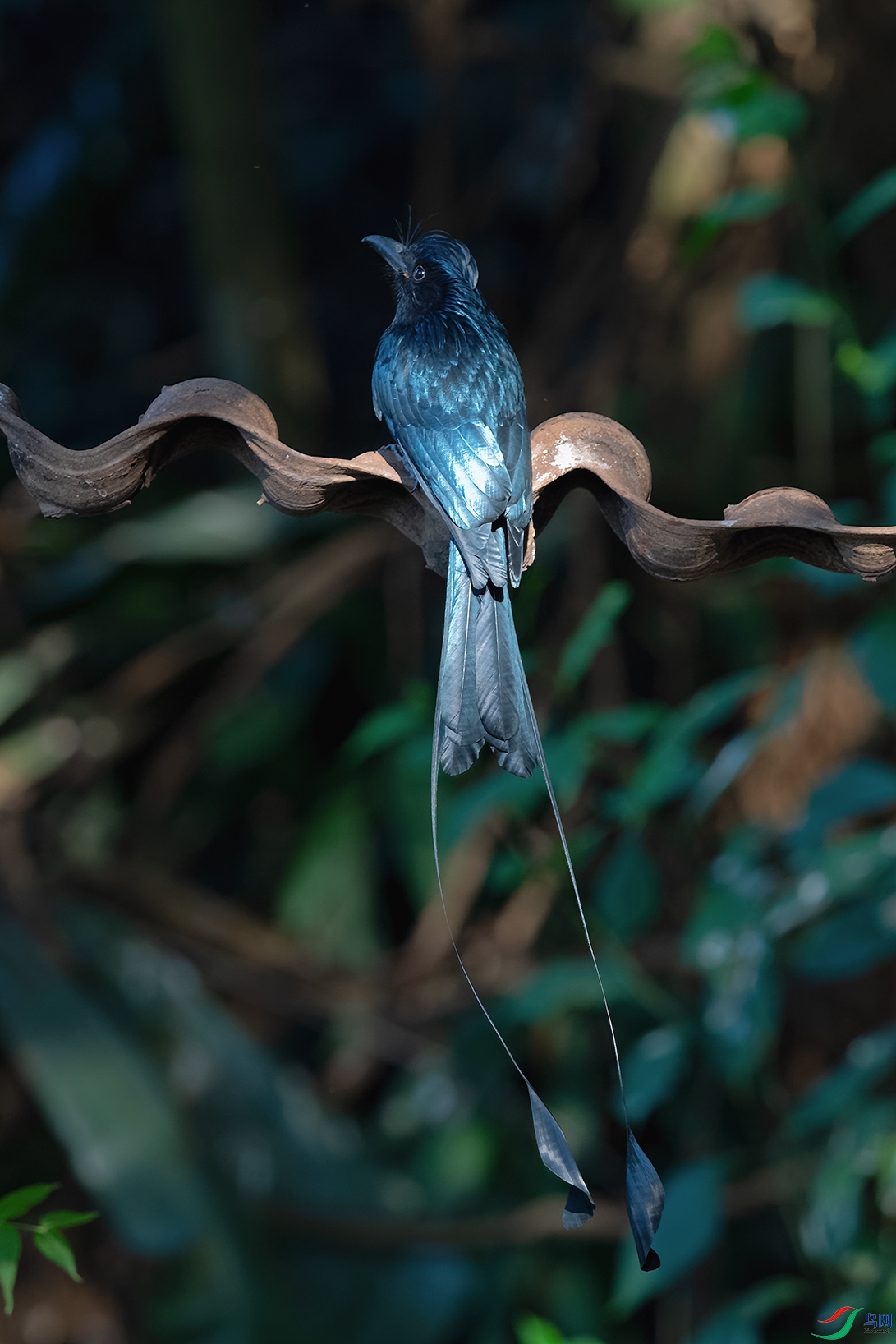 DSC_5974_DxOa.jpg