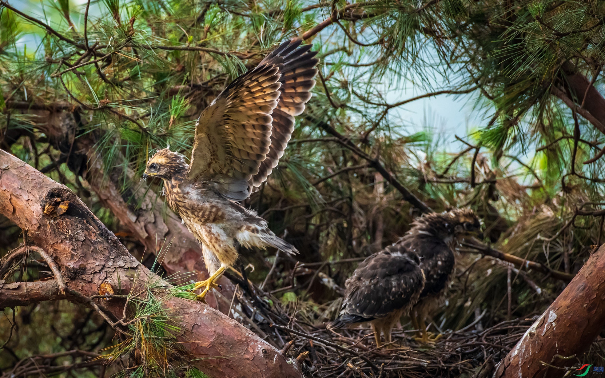 �����\ӥ������