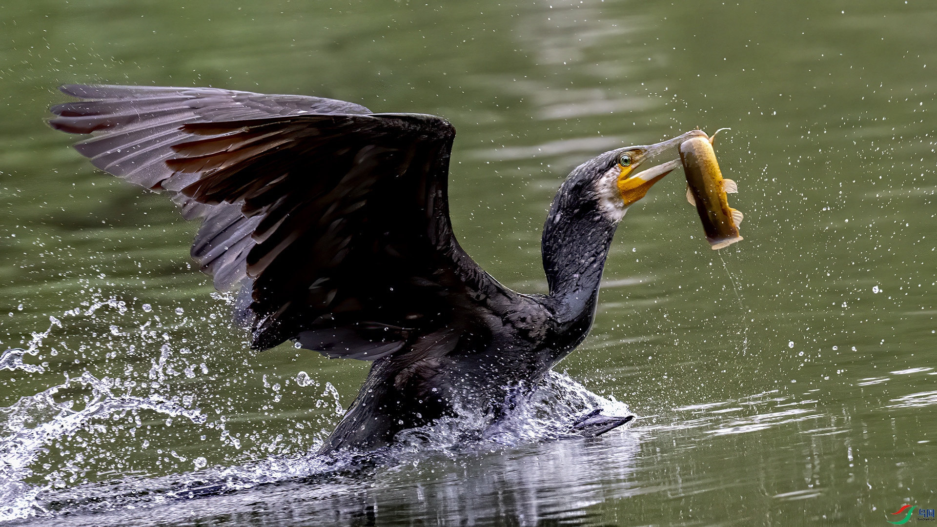 DSC_0235-.jpg