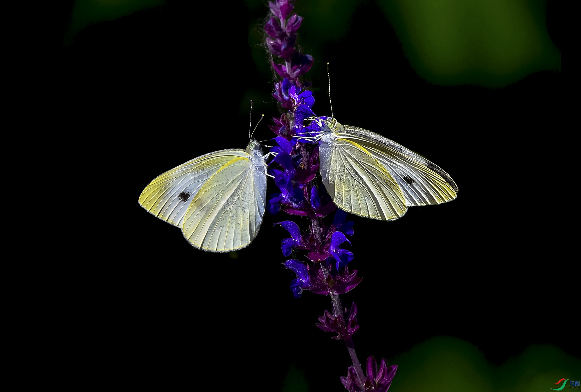 dsc_4906_����.jpg
