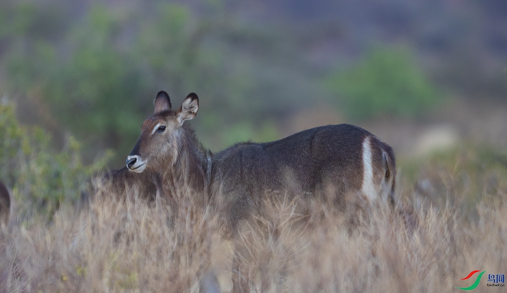 ��ˮ�� (10).jpg