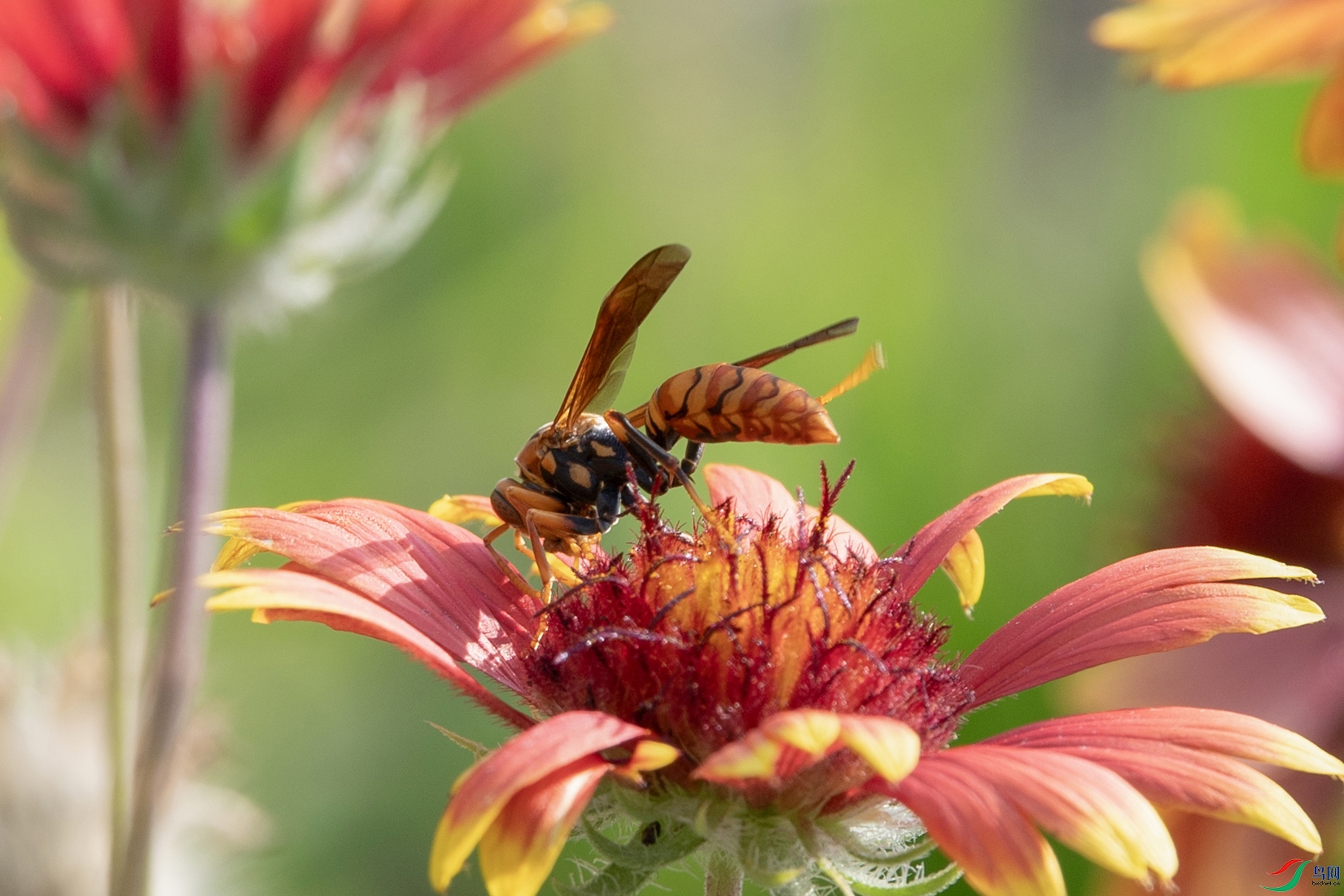 DSC_1665 ����.jpg