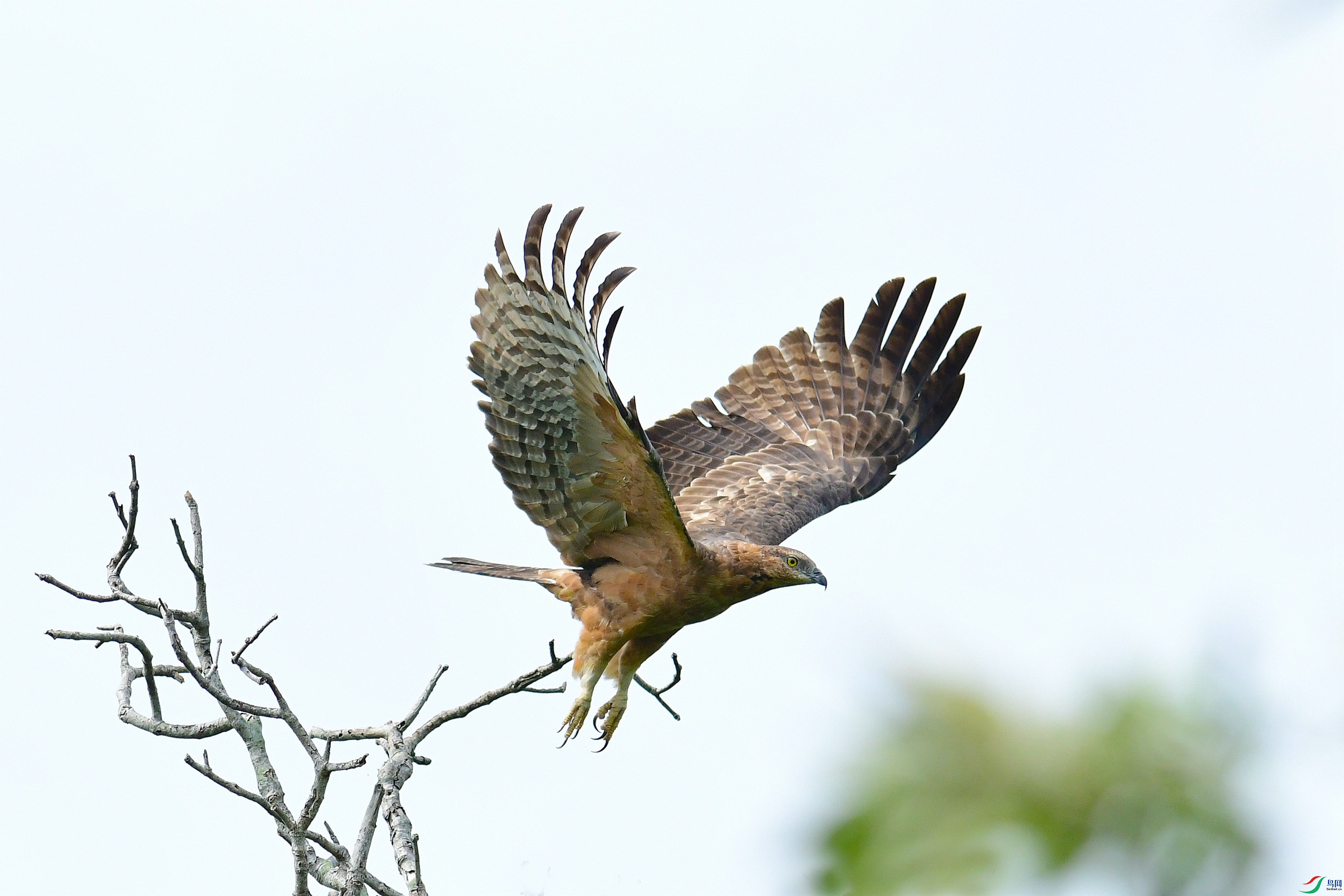 DSC_1530.JPG
