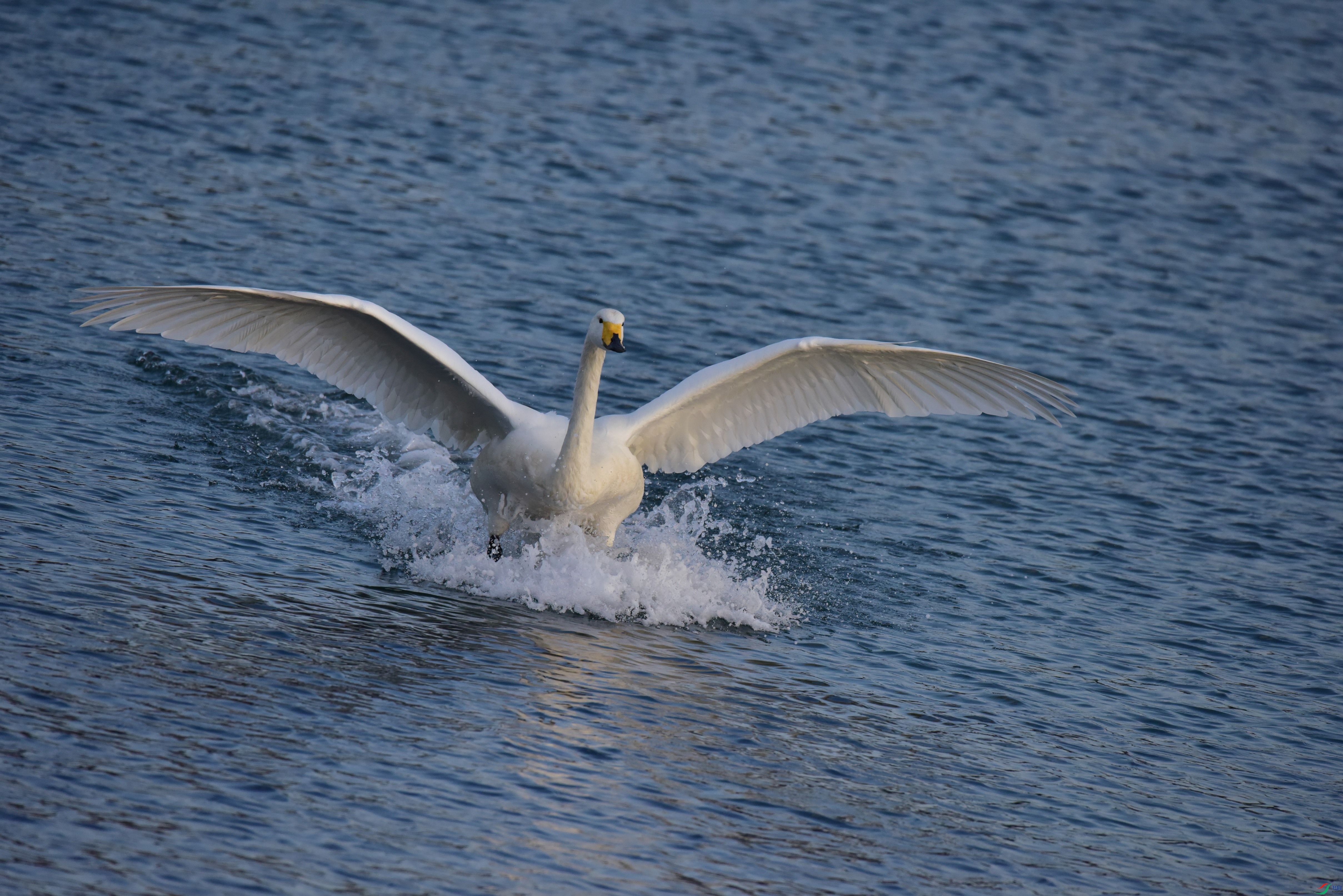 DSC_2083_01.JPG