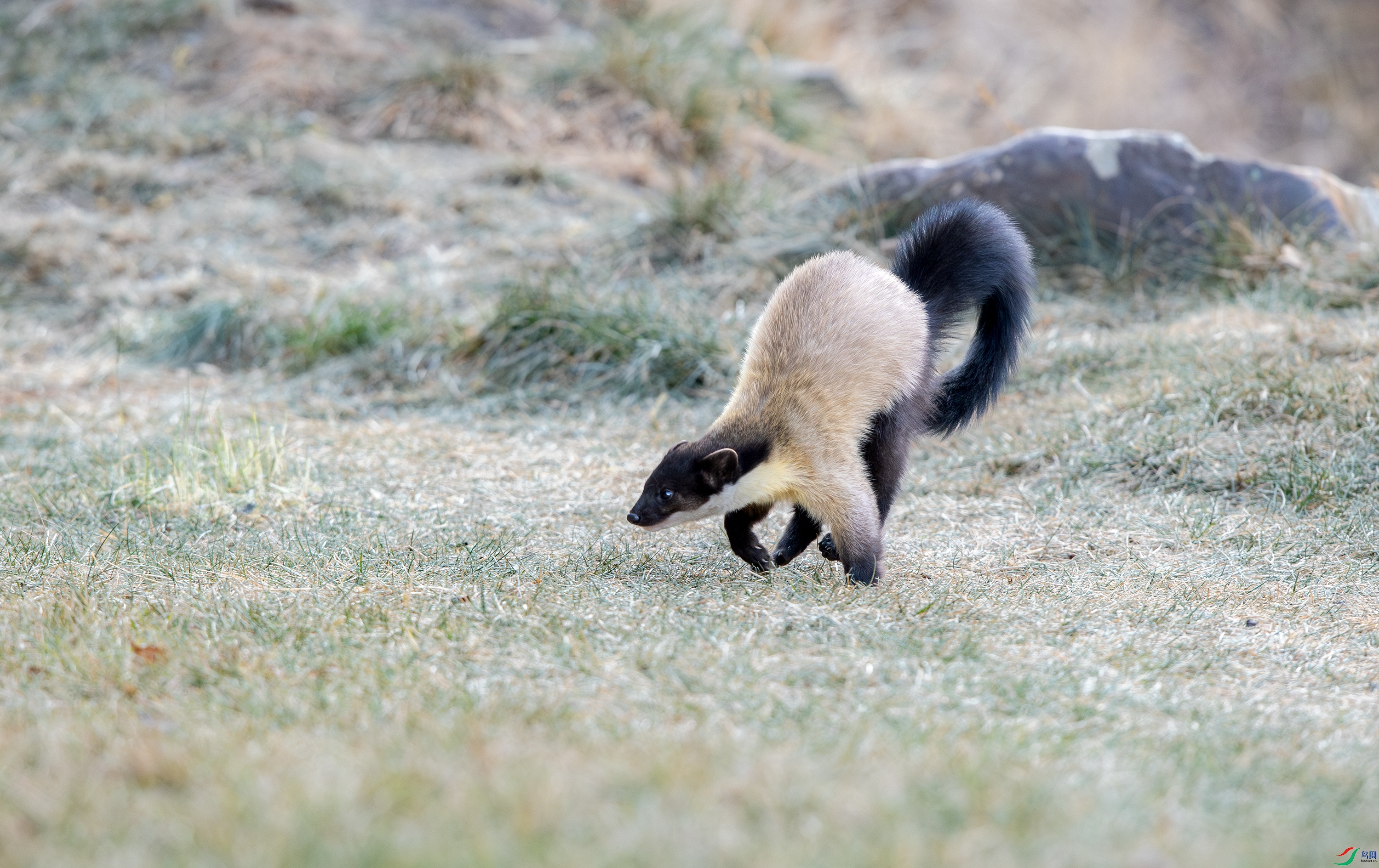 A15I5785-����ǿ-NR ����.jpg