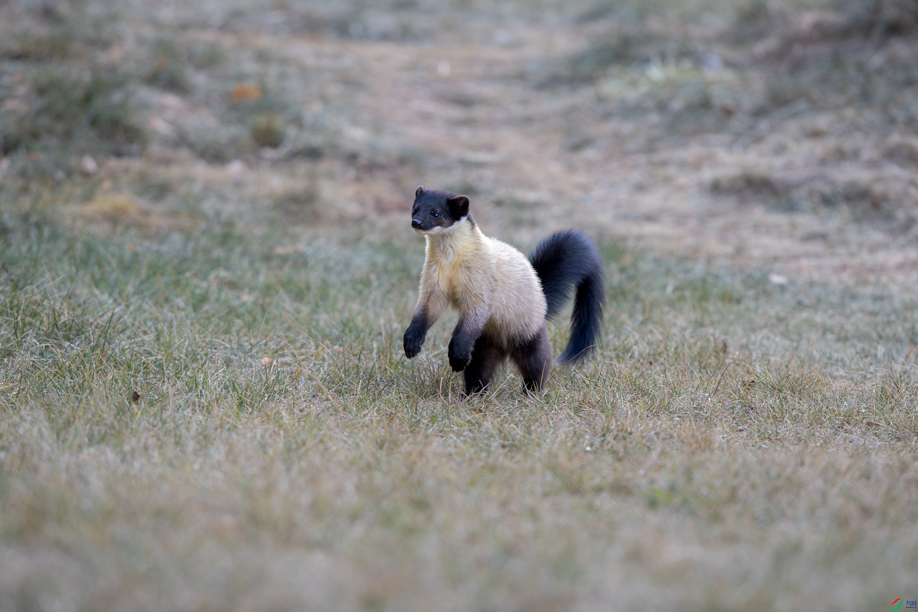 A15I5813-����ǿ-NR ����.jpg