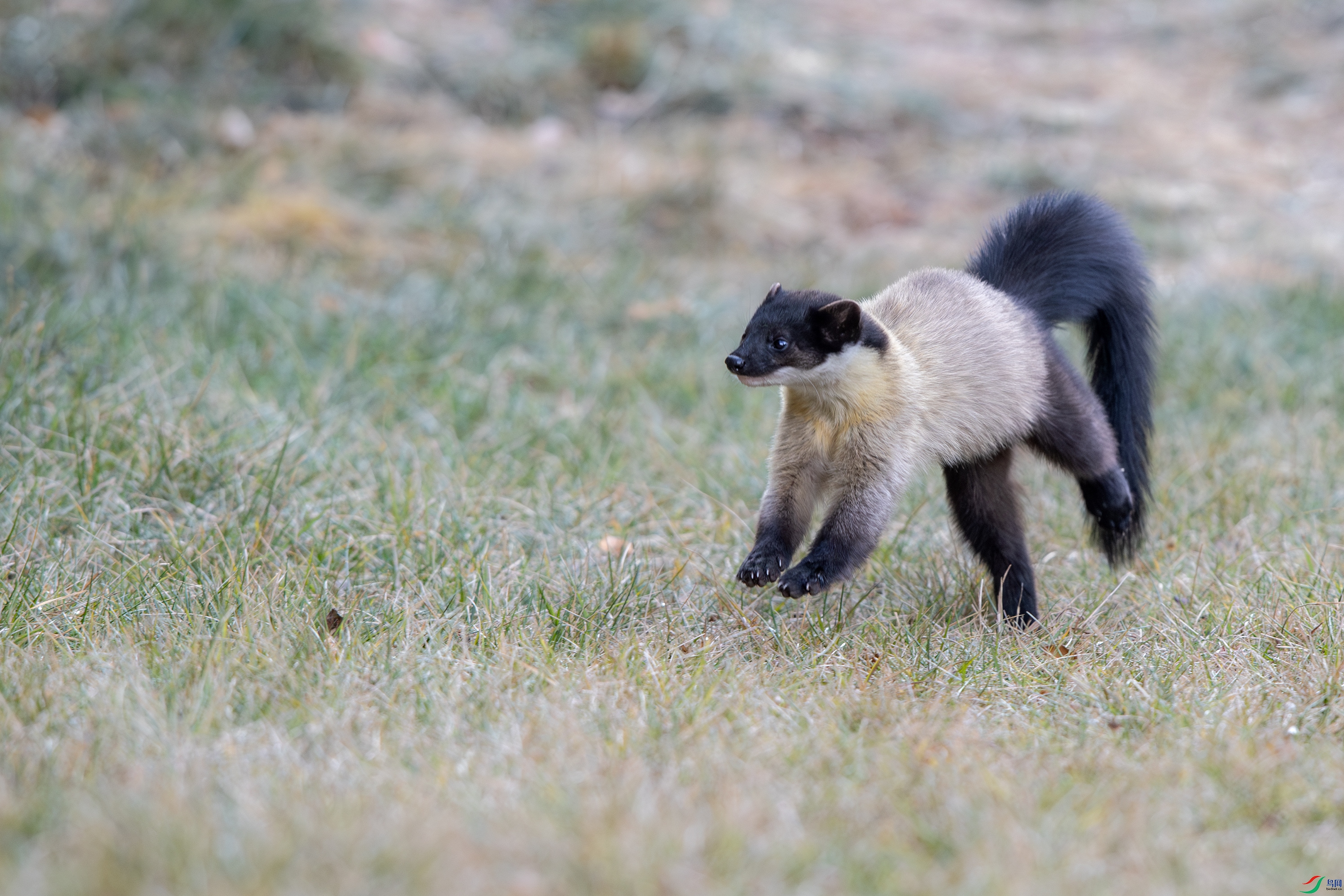 A15I5815-����ǿ-NR ����.jpg