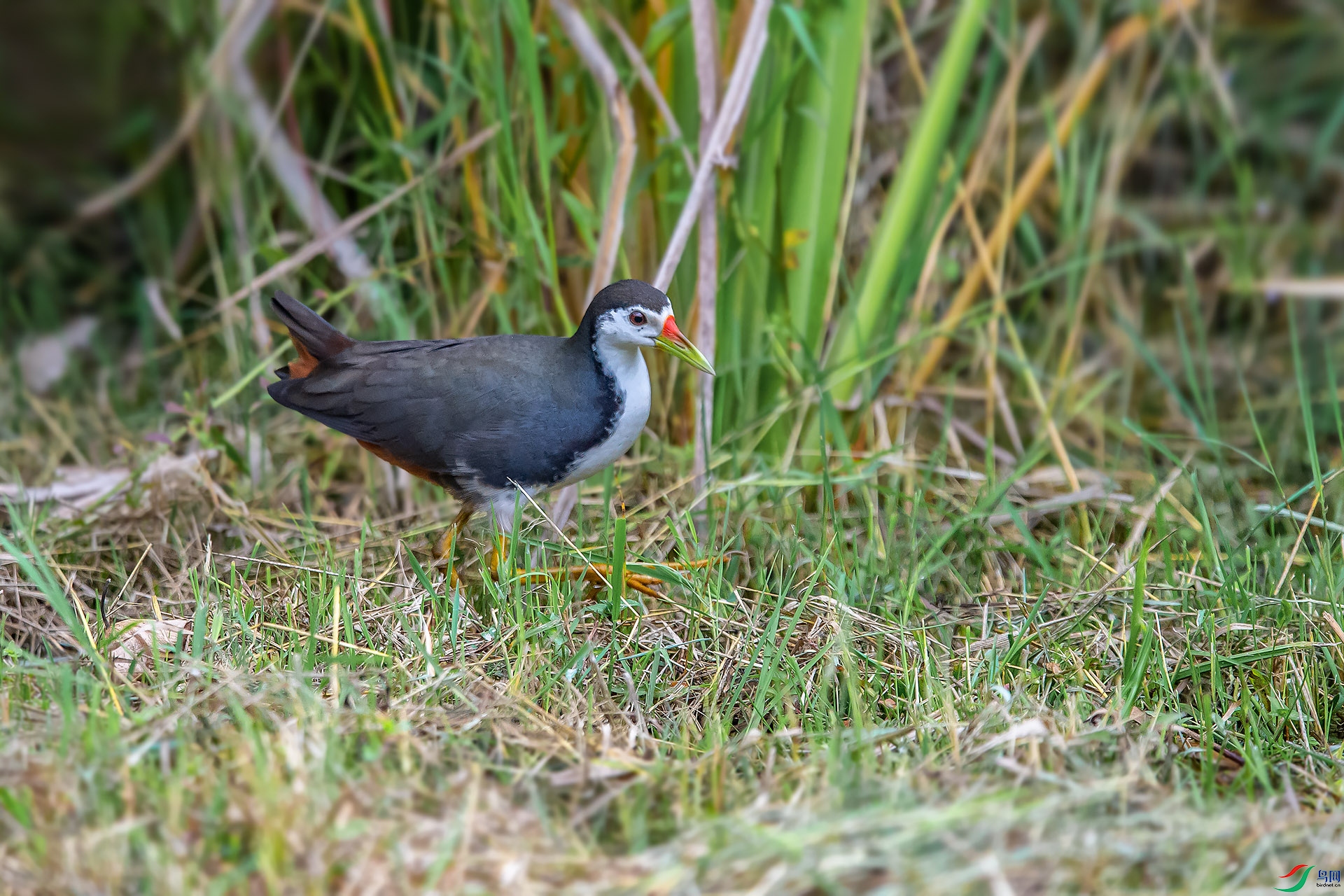 DSC_4600.jpg