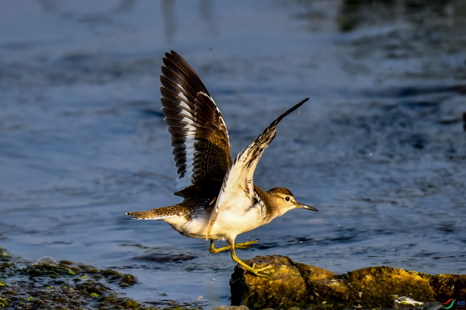 չ��ӭһ�Ƴ���