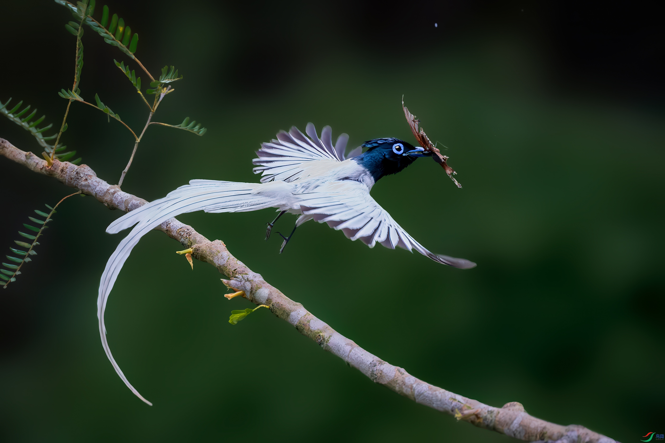 DSC_4247-����ǿ-NR ����.jpg