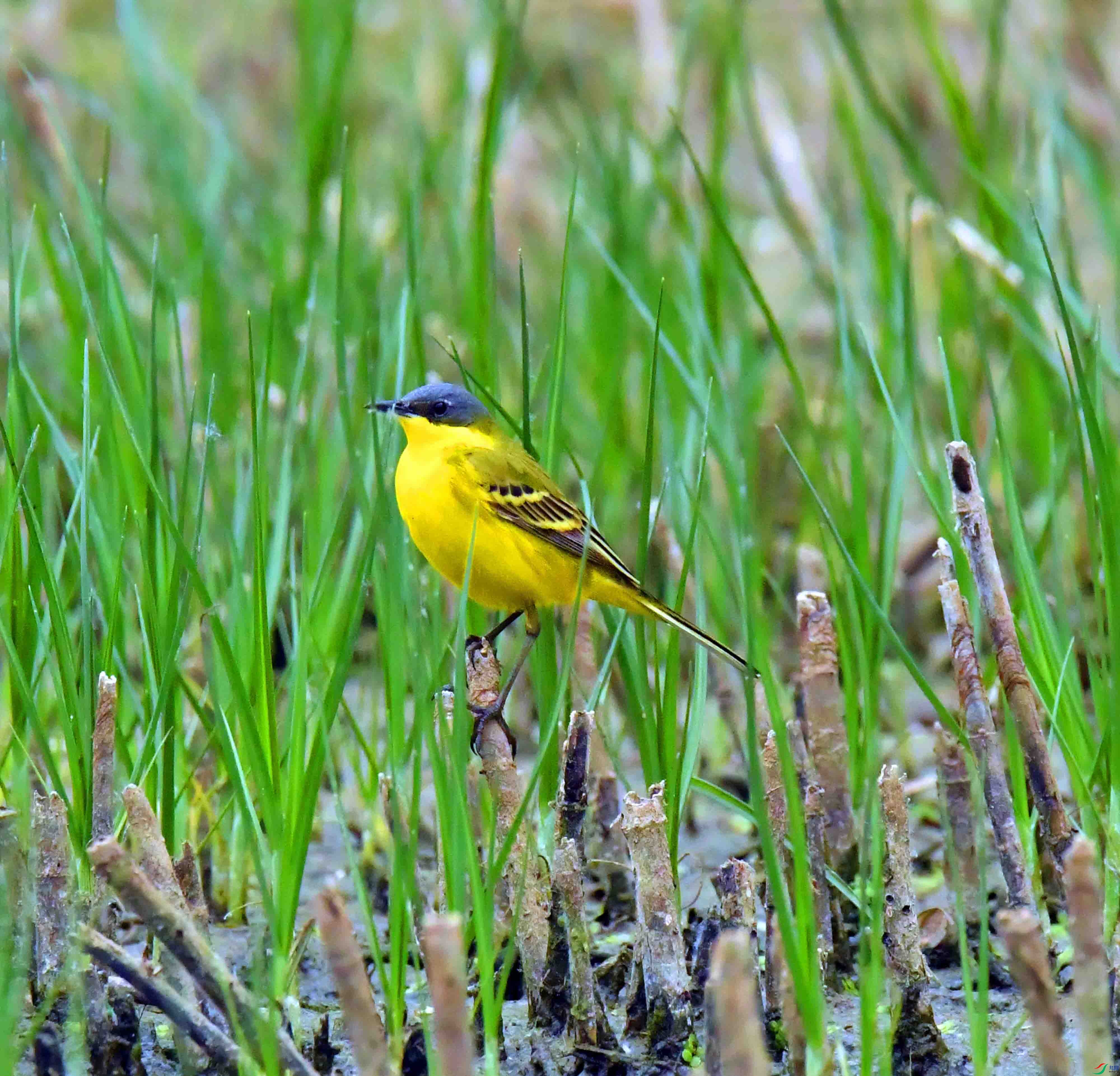 DSC_9506.JPG