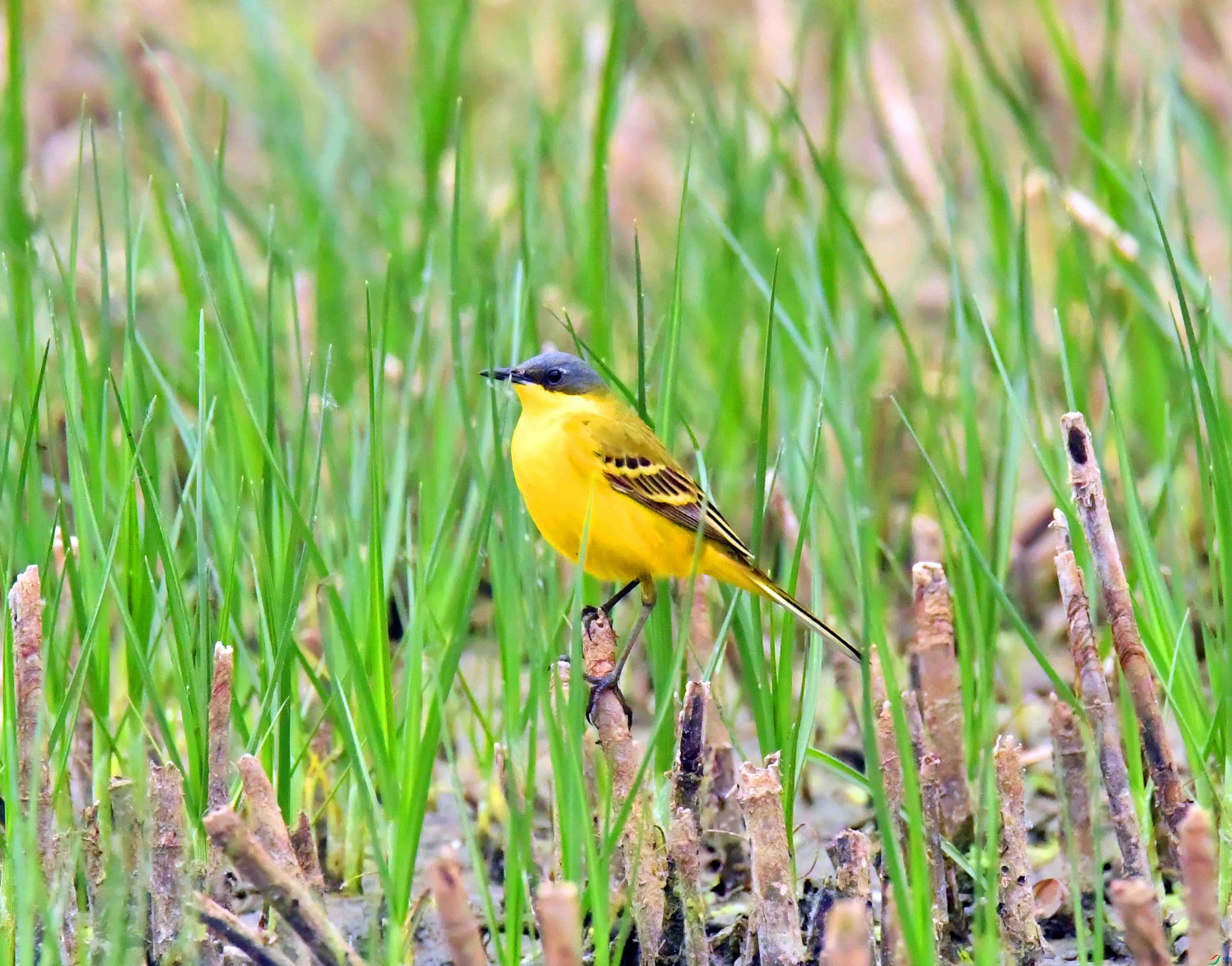 DSC_9509.JPG