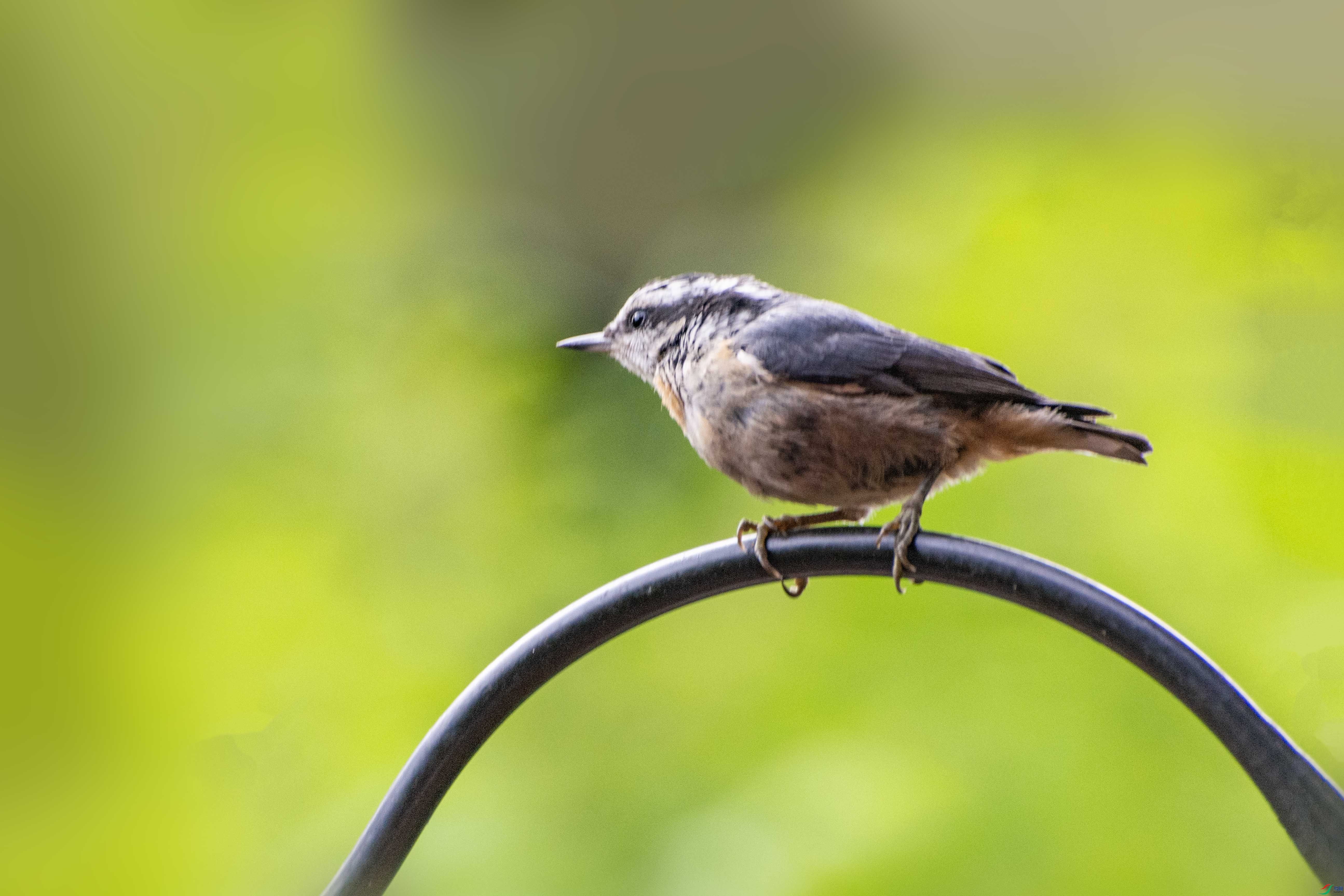 DSC_7372 ����.jpg