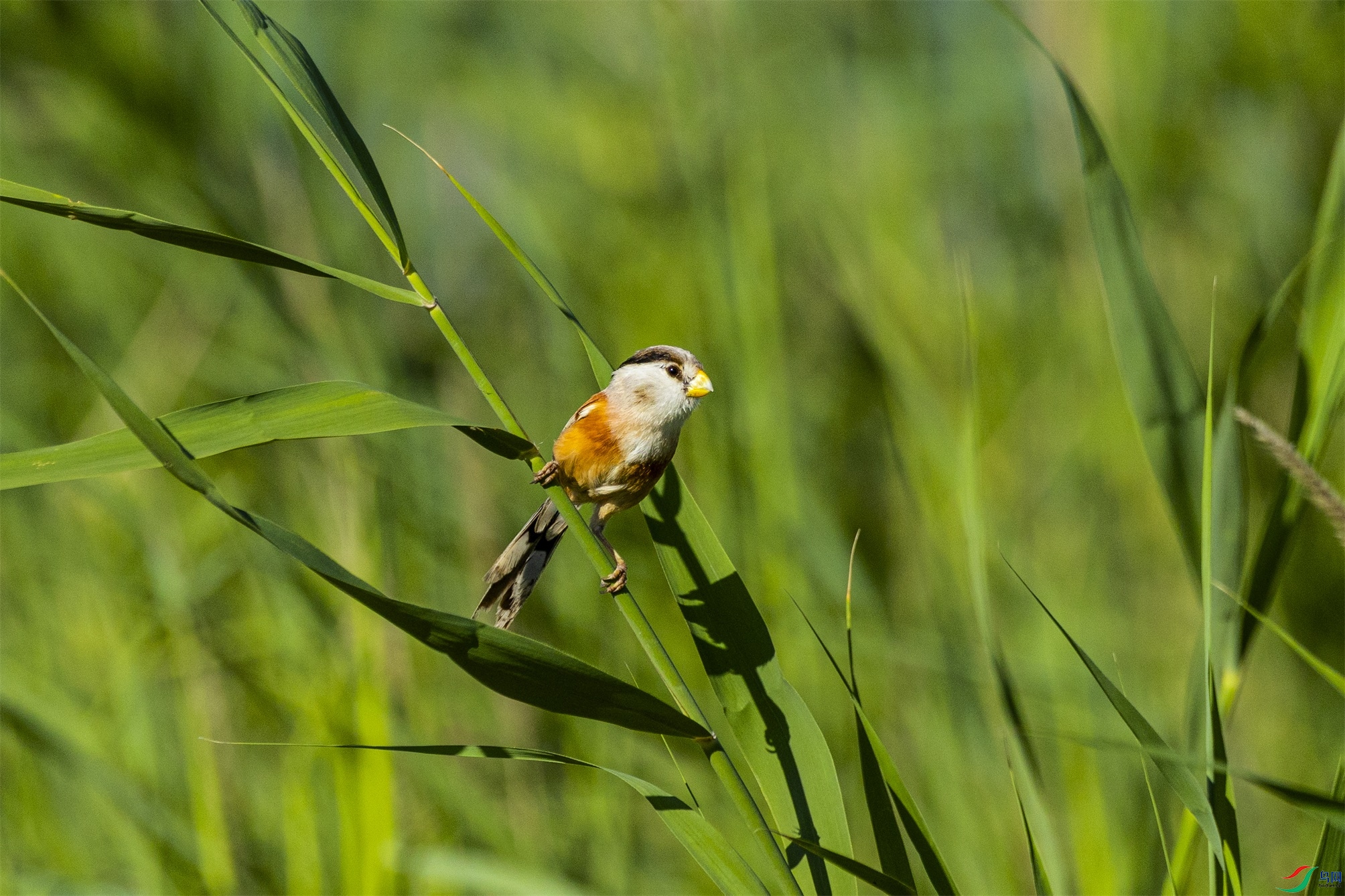 1K3A5129 ����1.jpg