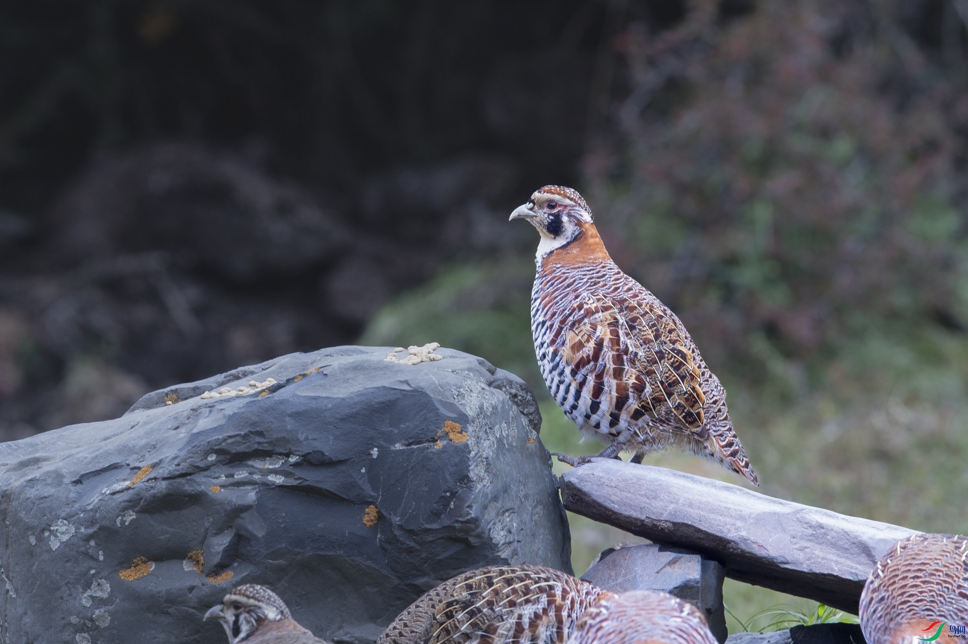 DSC_4737. ����.jpg