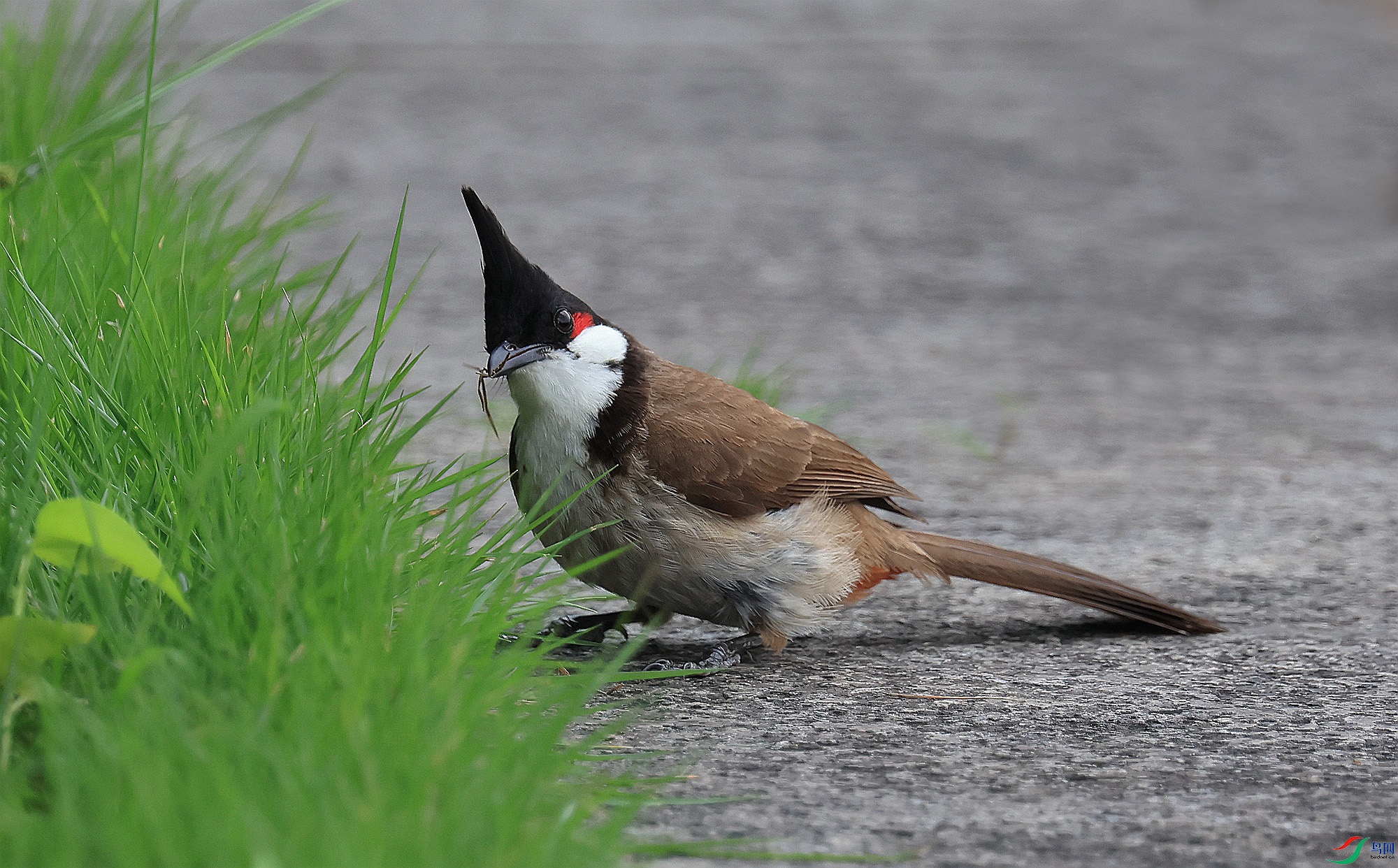 ���𡱳�С��