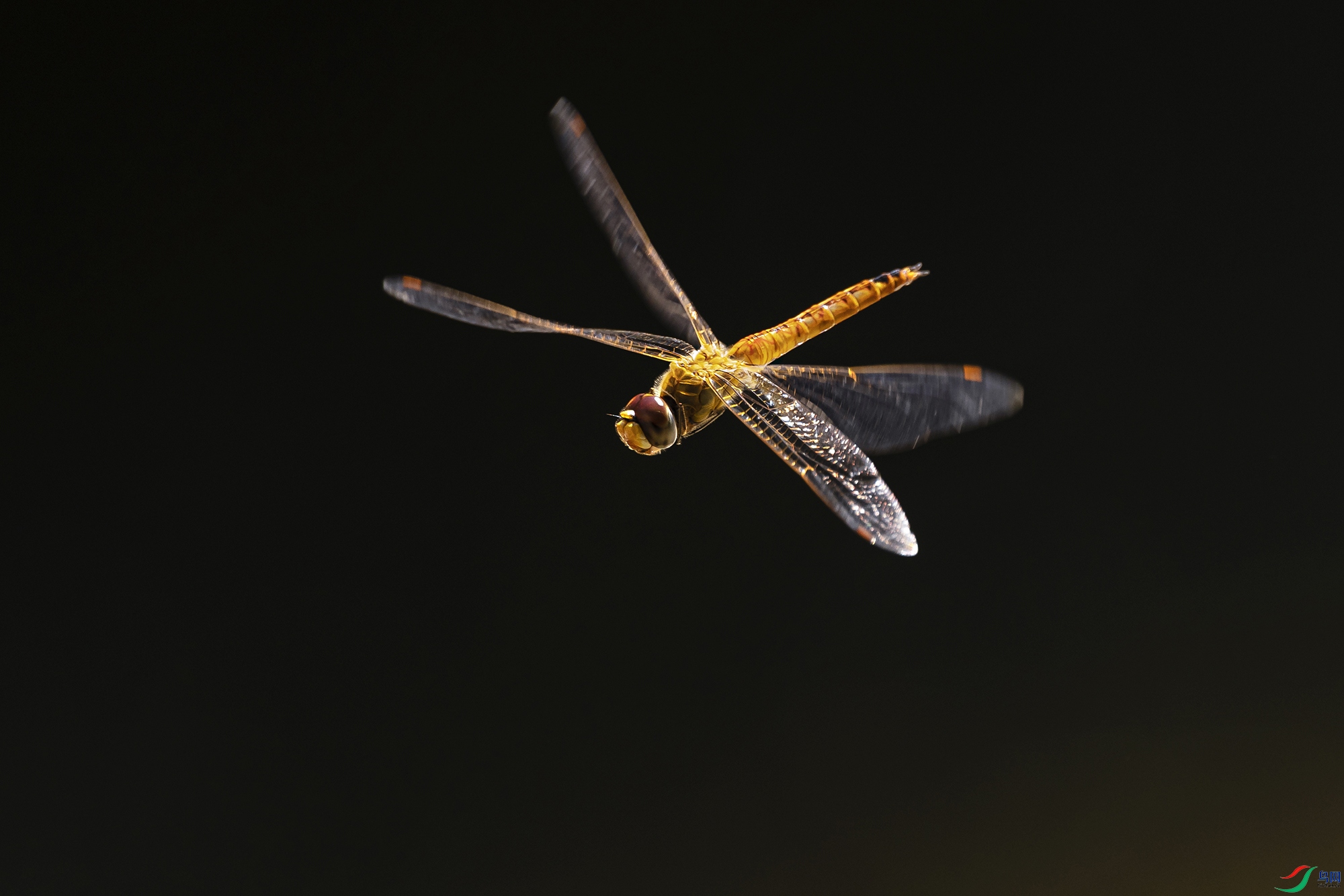 _5LM4326a.jpg