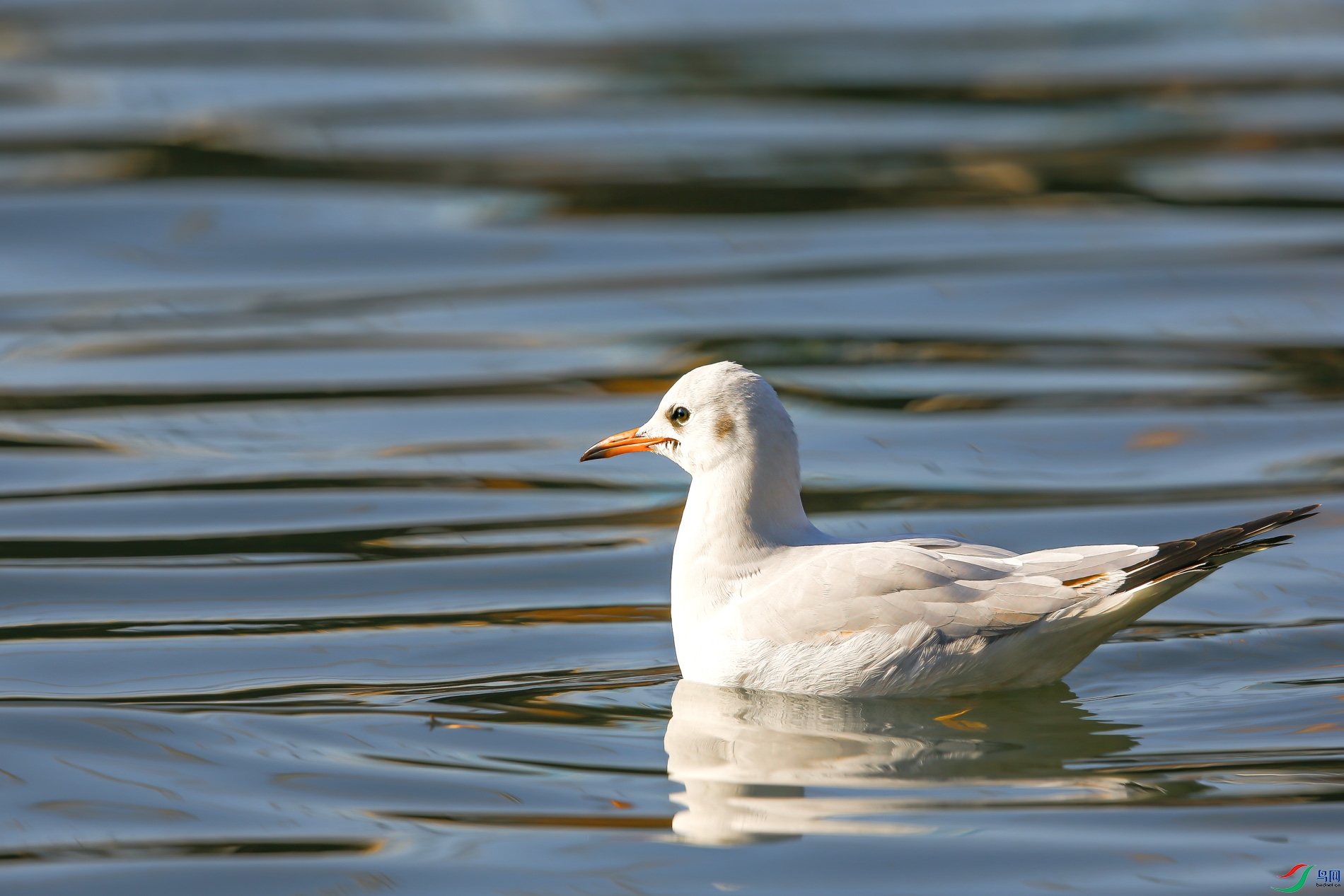 AQ4P1024-1.jpg