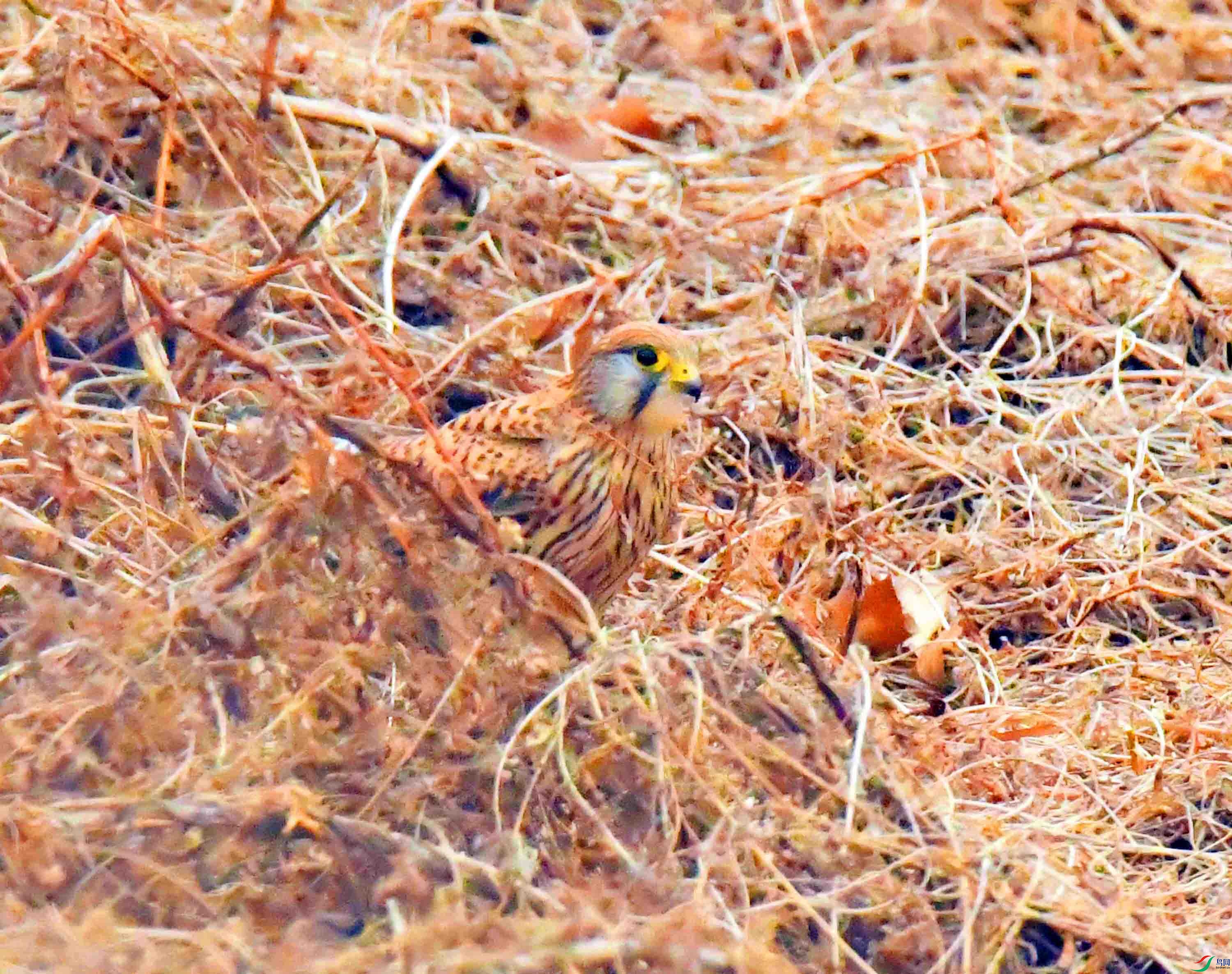 DSC_3931.JPG