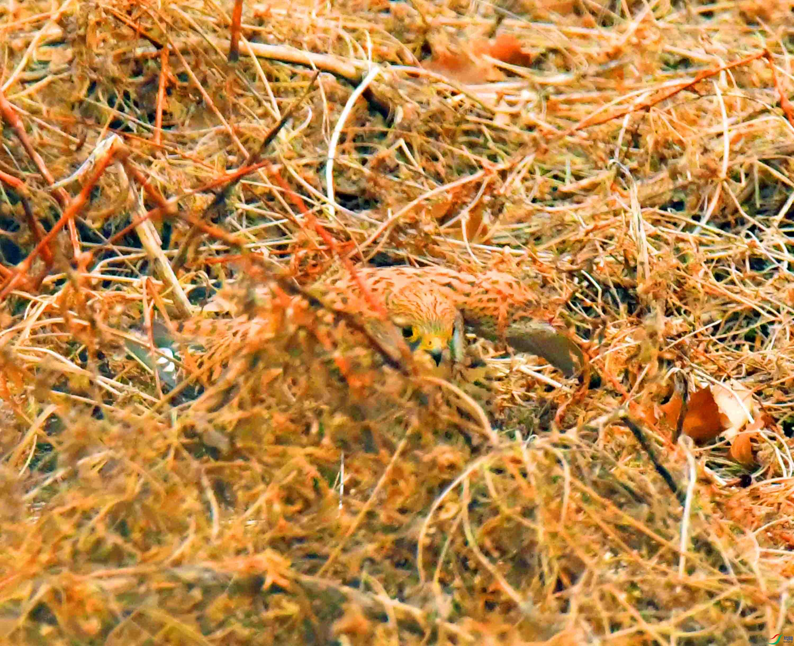 DSC_3938.JPG