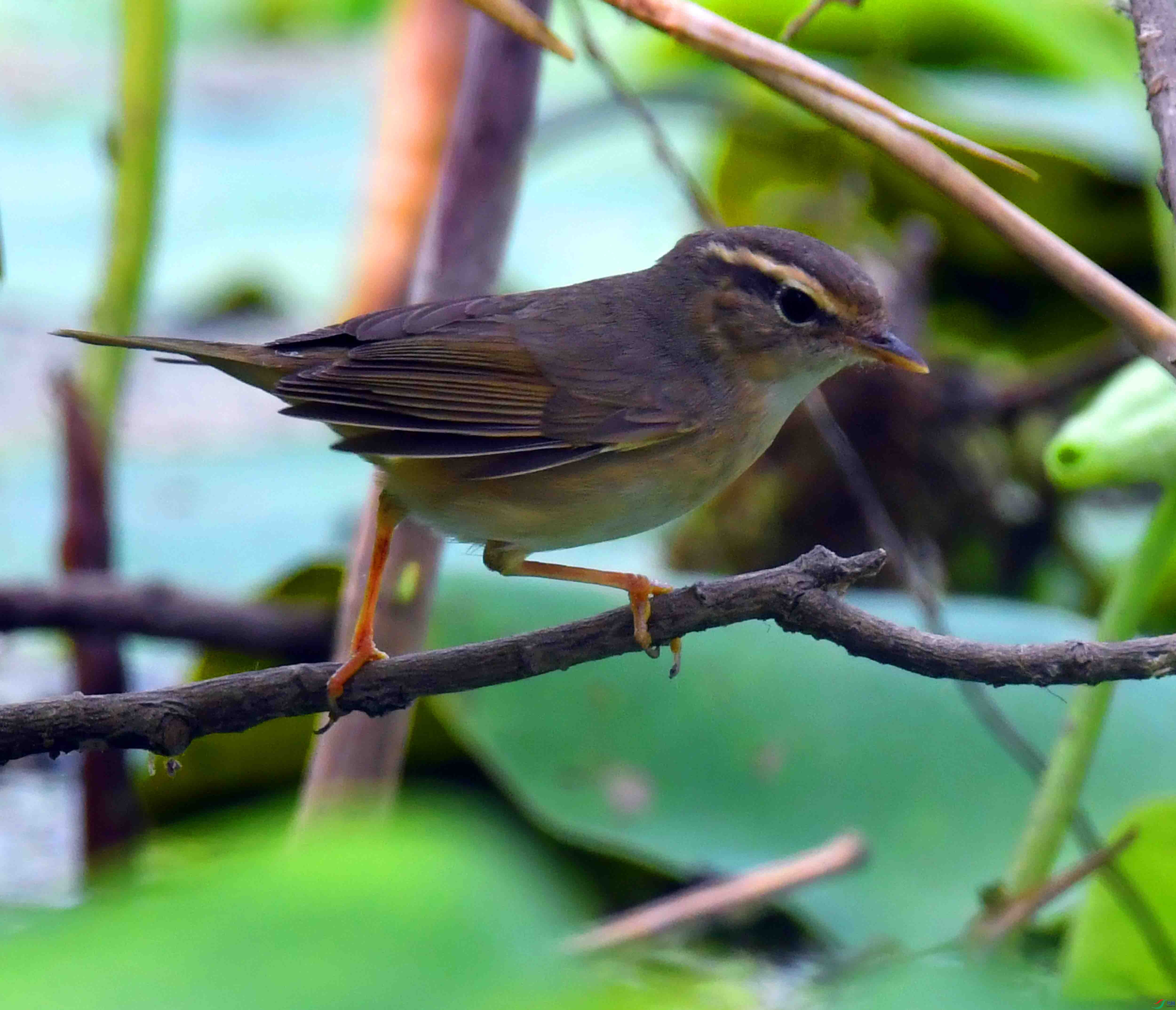 DSC_2274.JPG