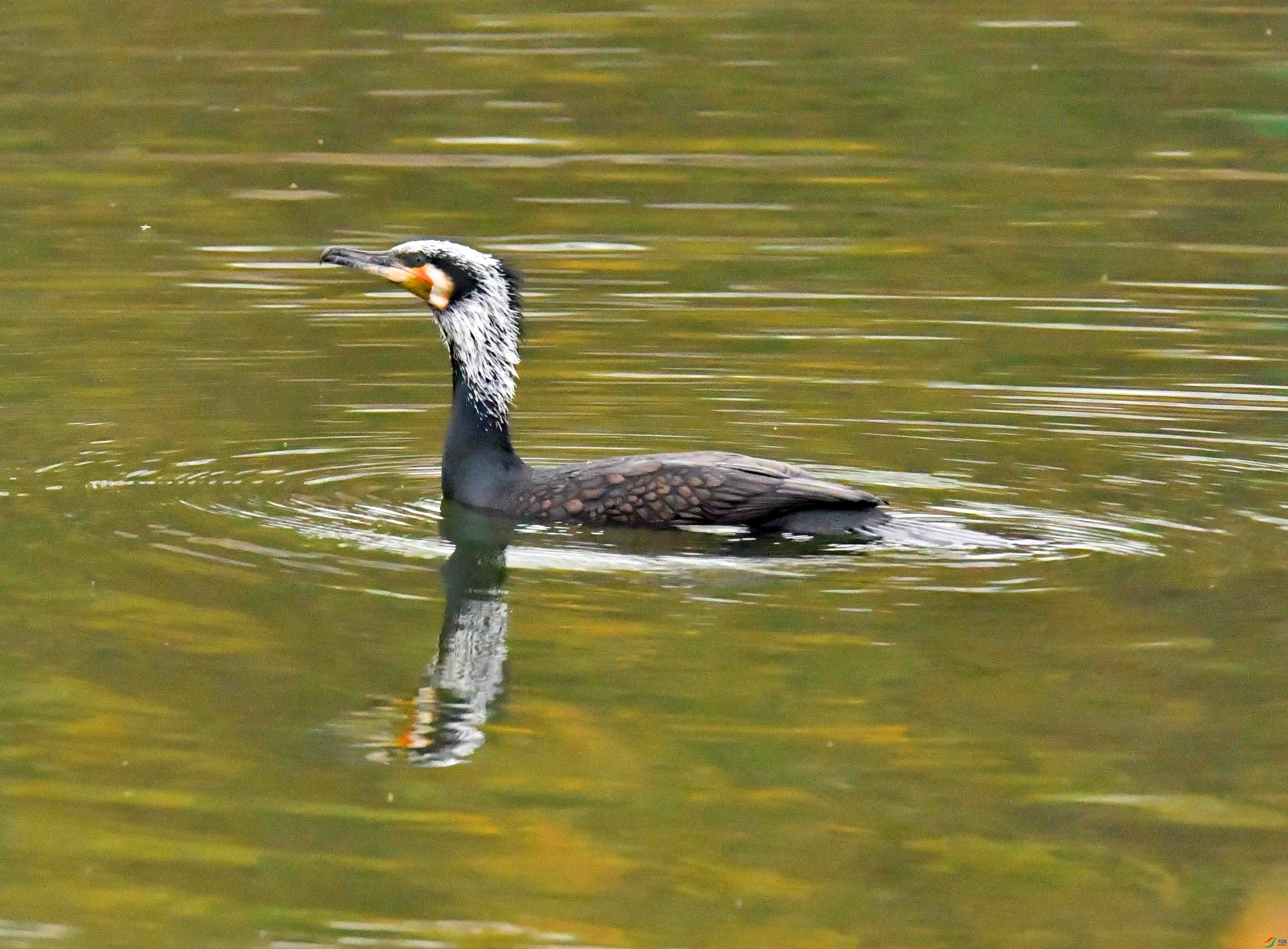 DSC_5305.JPG