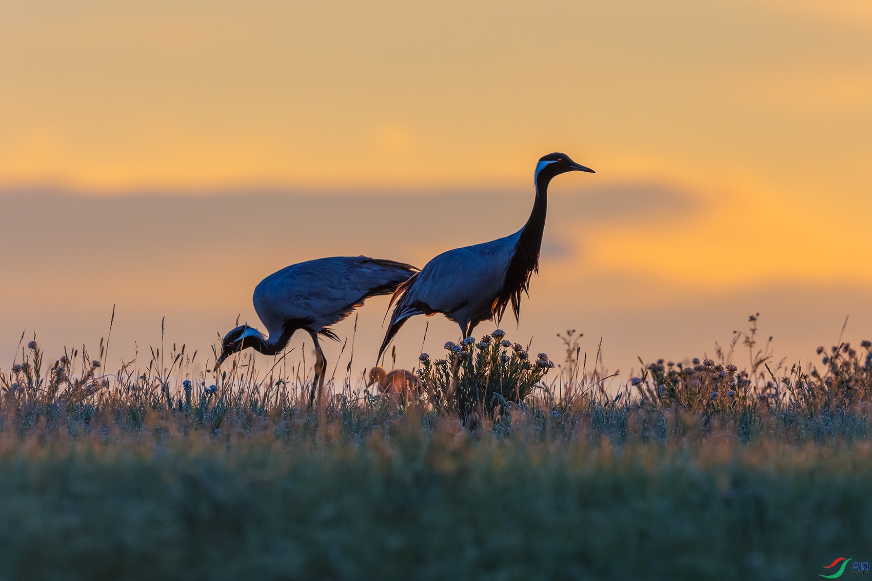 �����----��β��˻�����