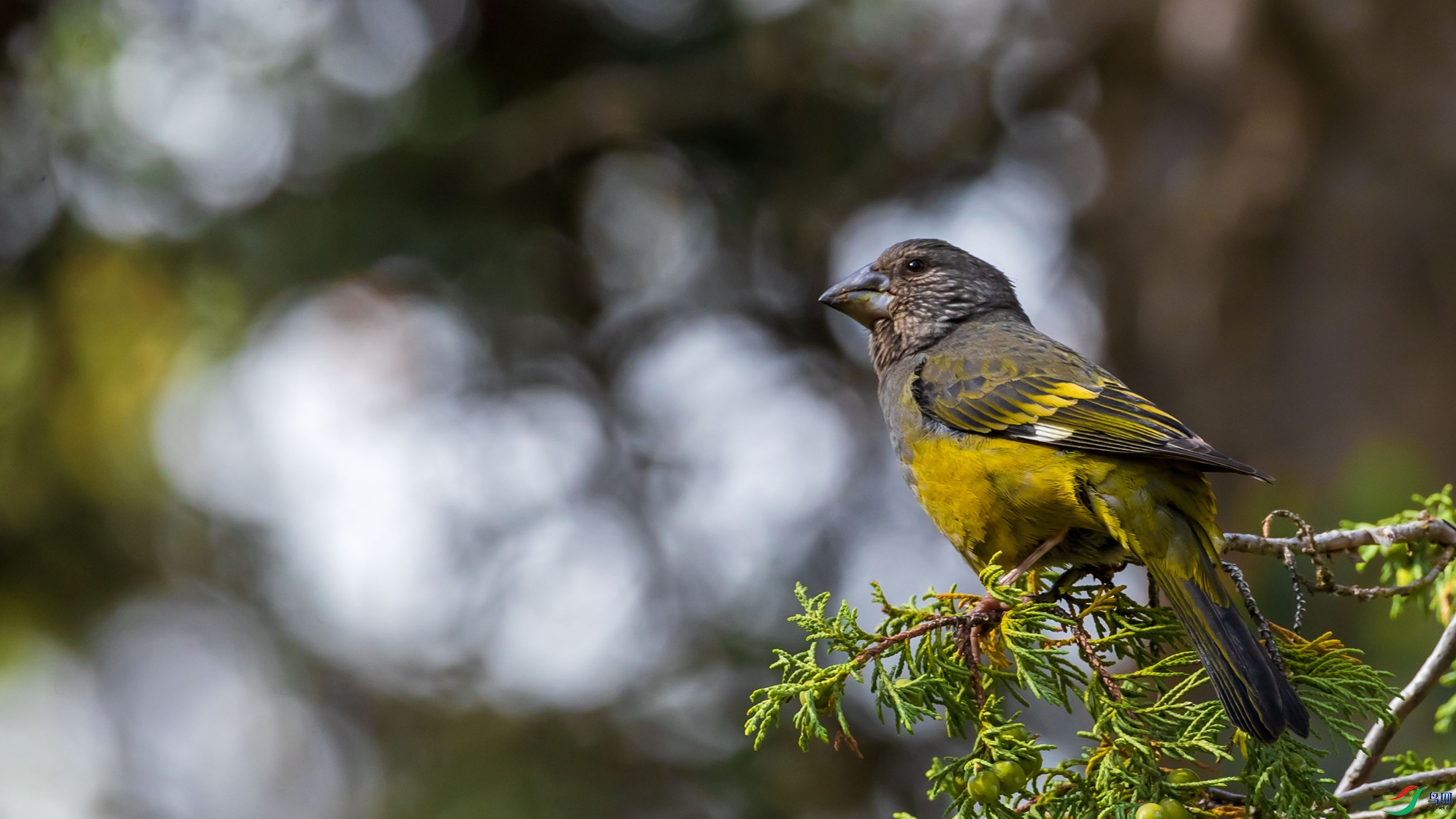�װ߳�������ȸ