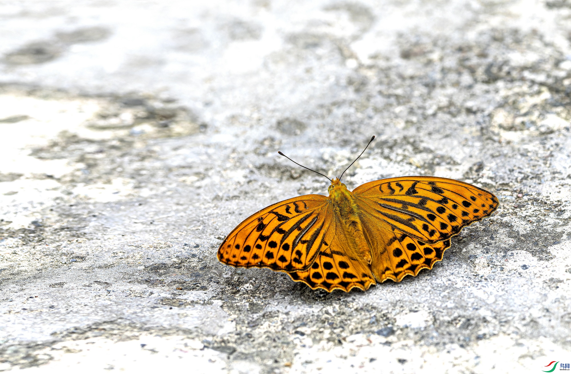 P6059170-1.jpg