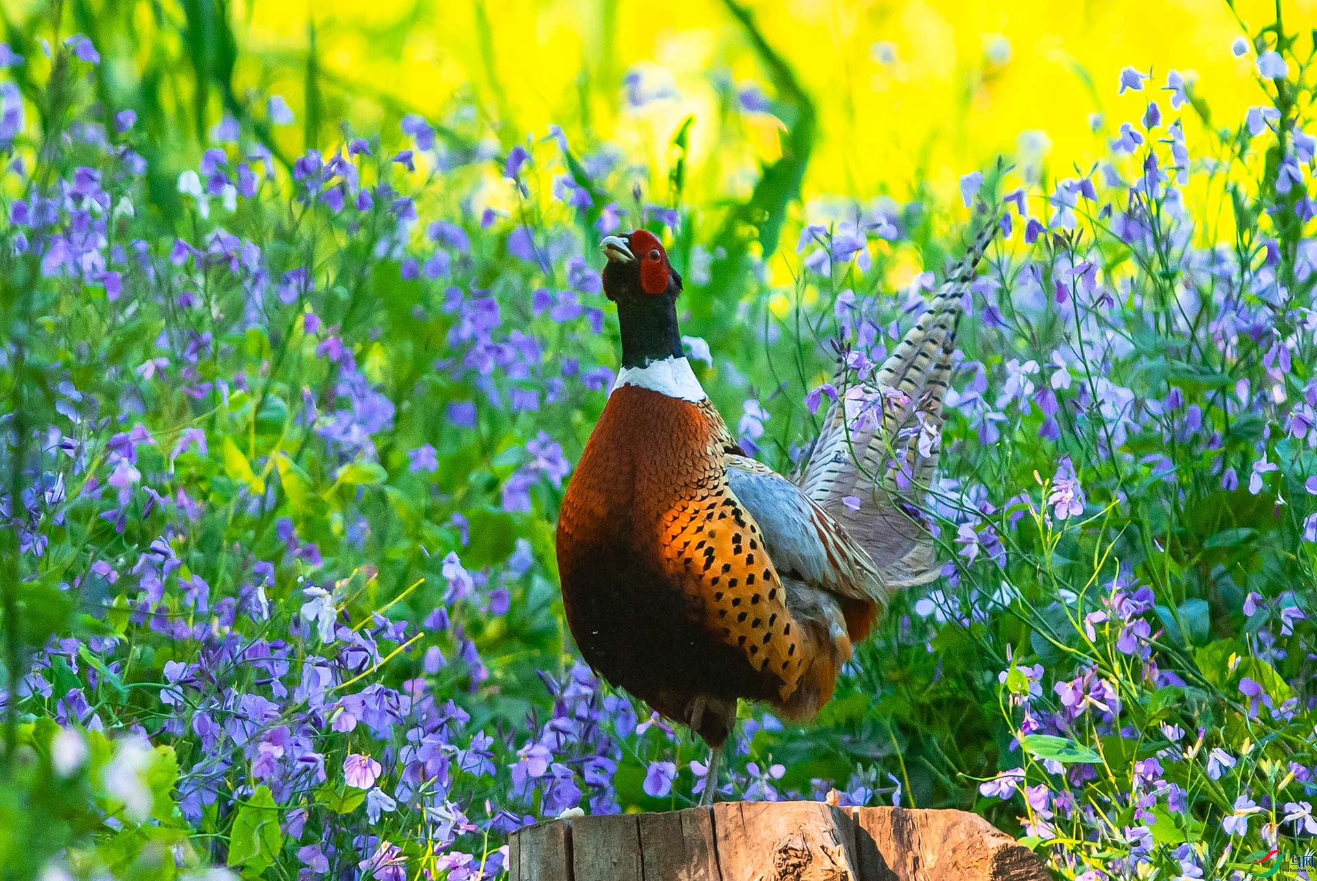 DSC_1818.jpg